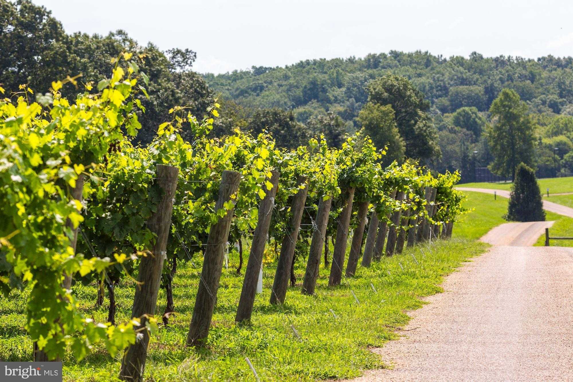 510 Mount Pleasant Farm photo 23