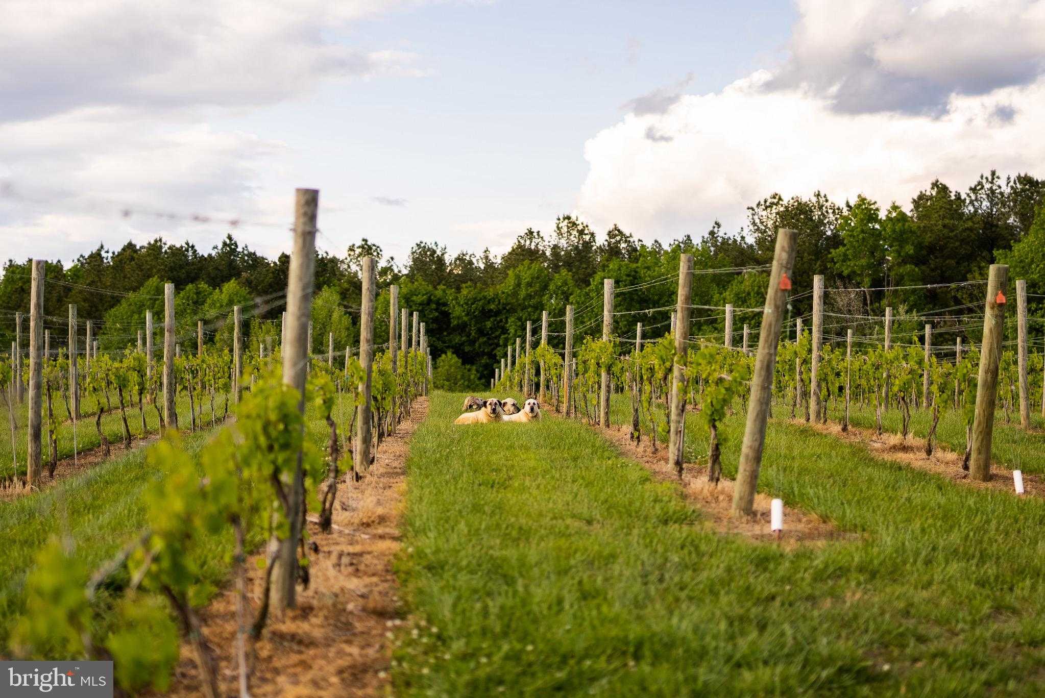 510 Mount Pleasant Farm photo 8