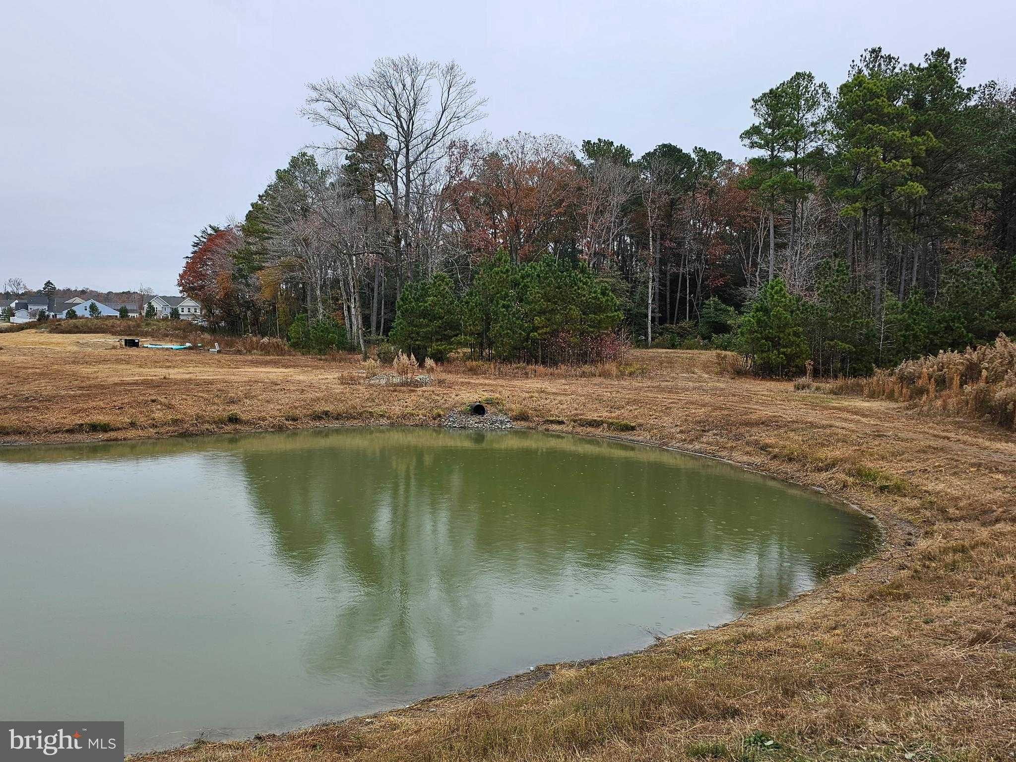 Song Sparrow Cir photo 30
