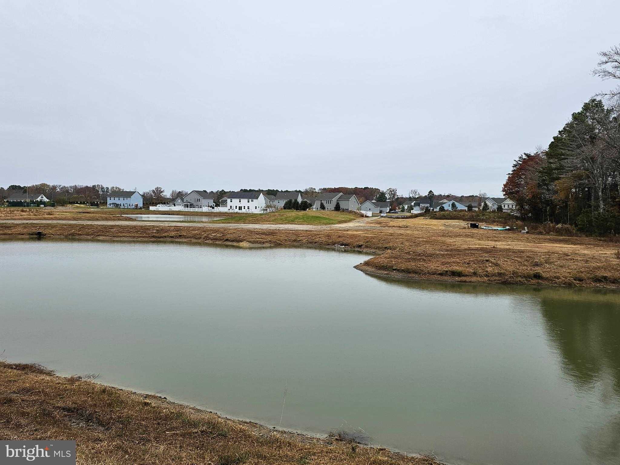 Song Sparrow Cir photo 31