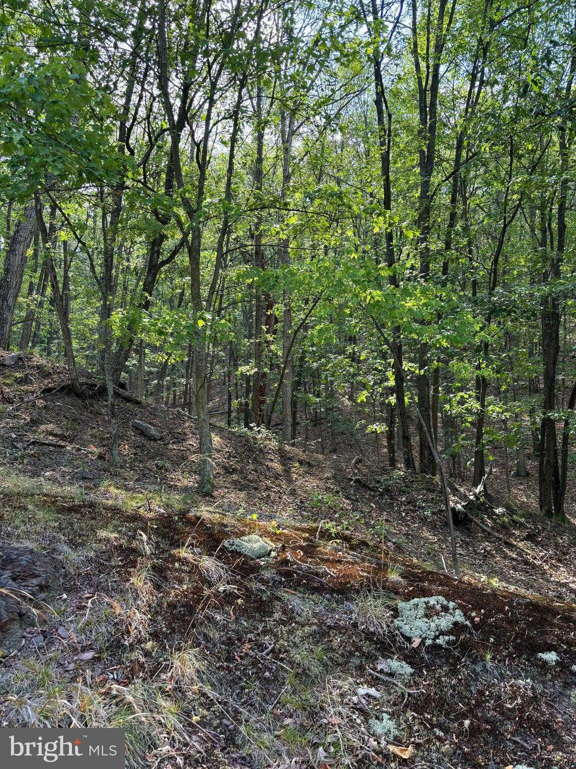 699 Chick Loon Ln photo 2