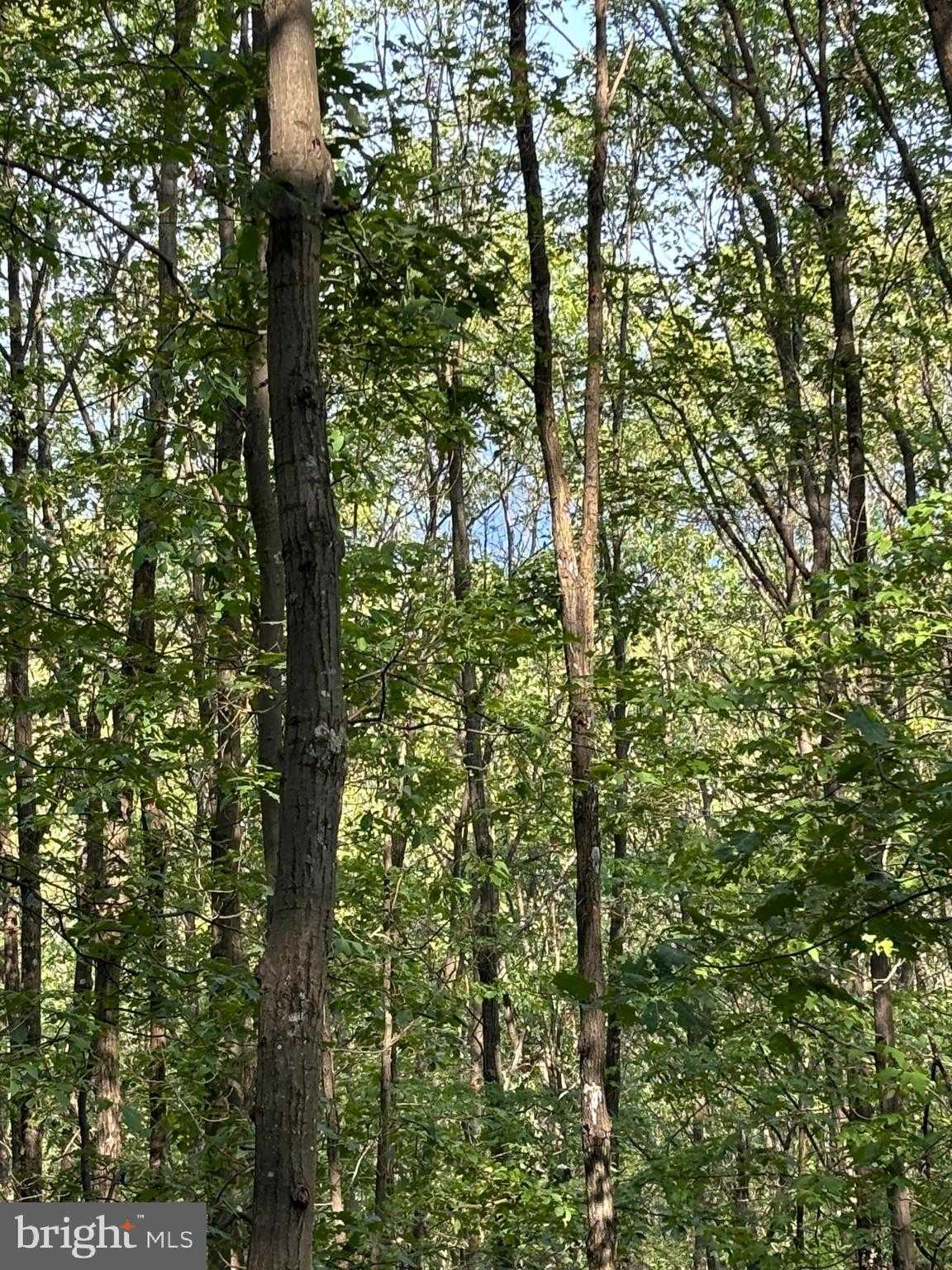 699 Chick Loon Ln photo 5