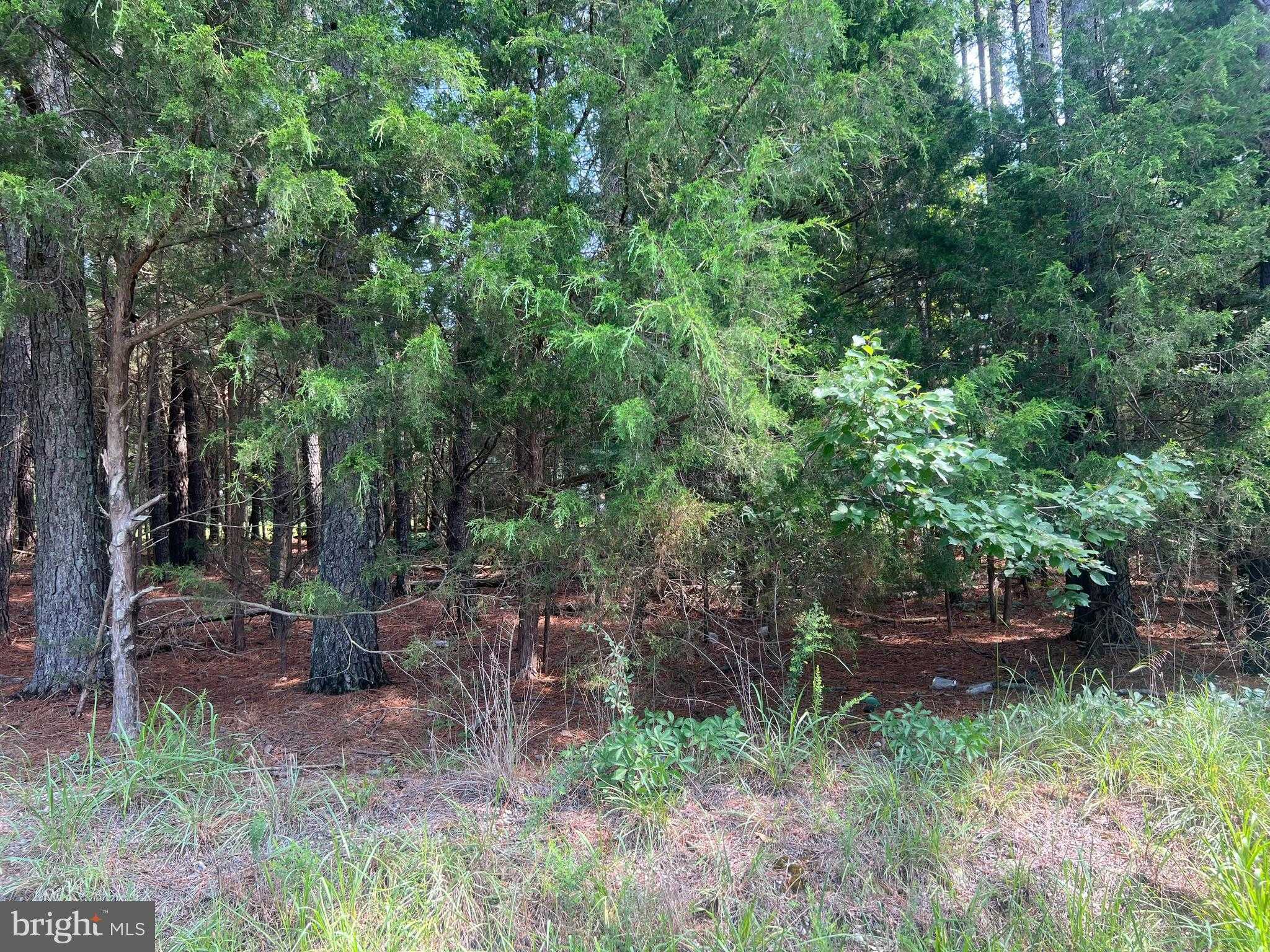 Tidewater Trl photo 4