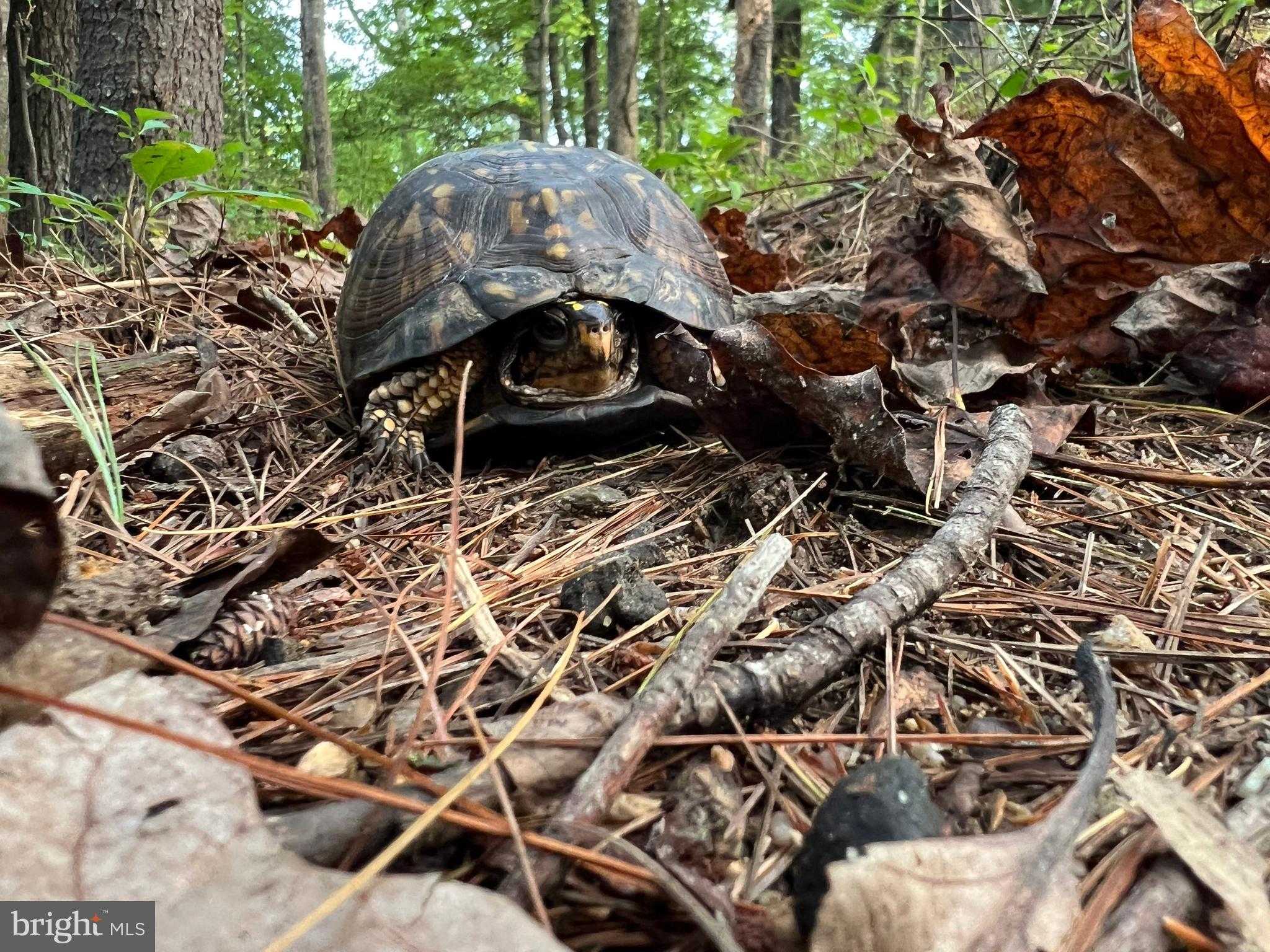 243 Aaron Mountain Rd photo 46