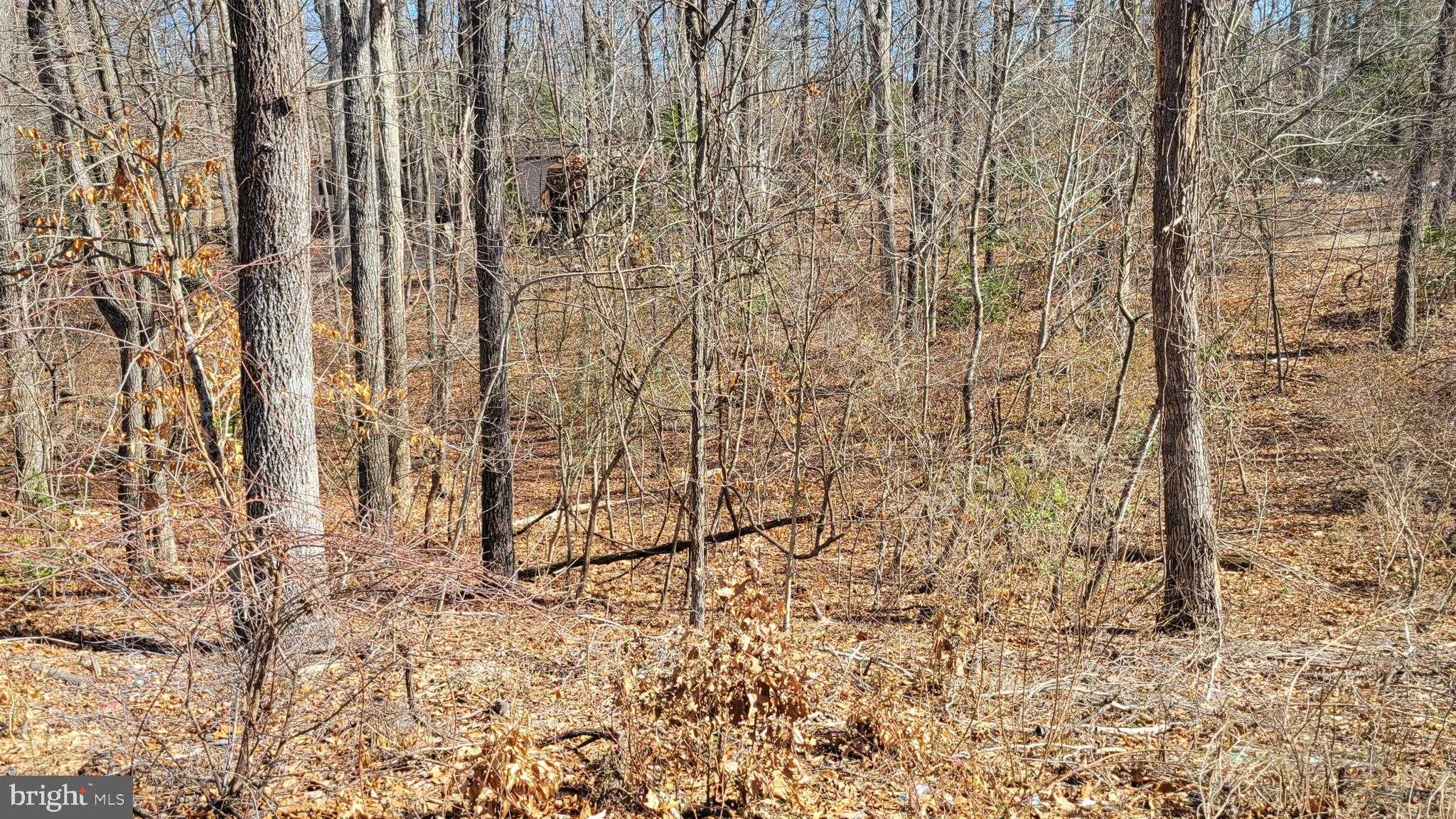 11436 Stirrup Ln photo 2