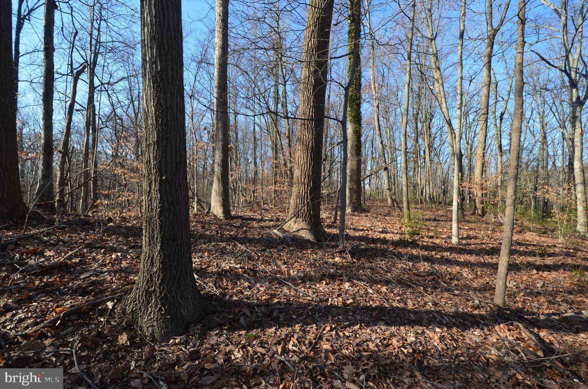 1013 Waterbury Heights Dr photo 3