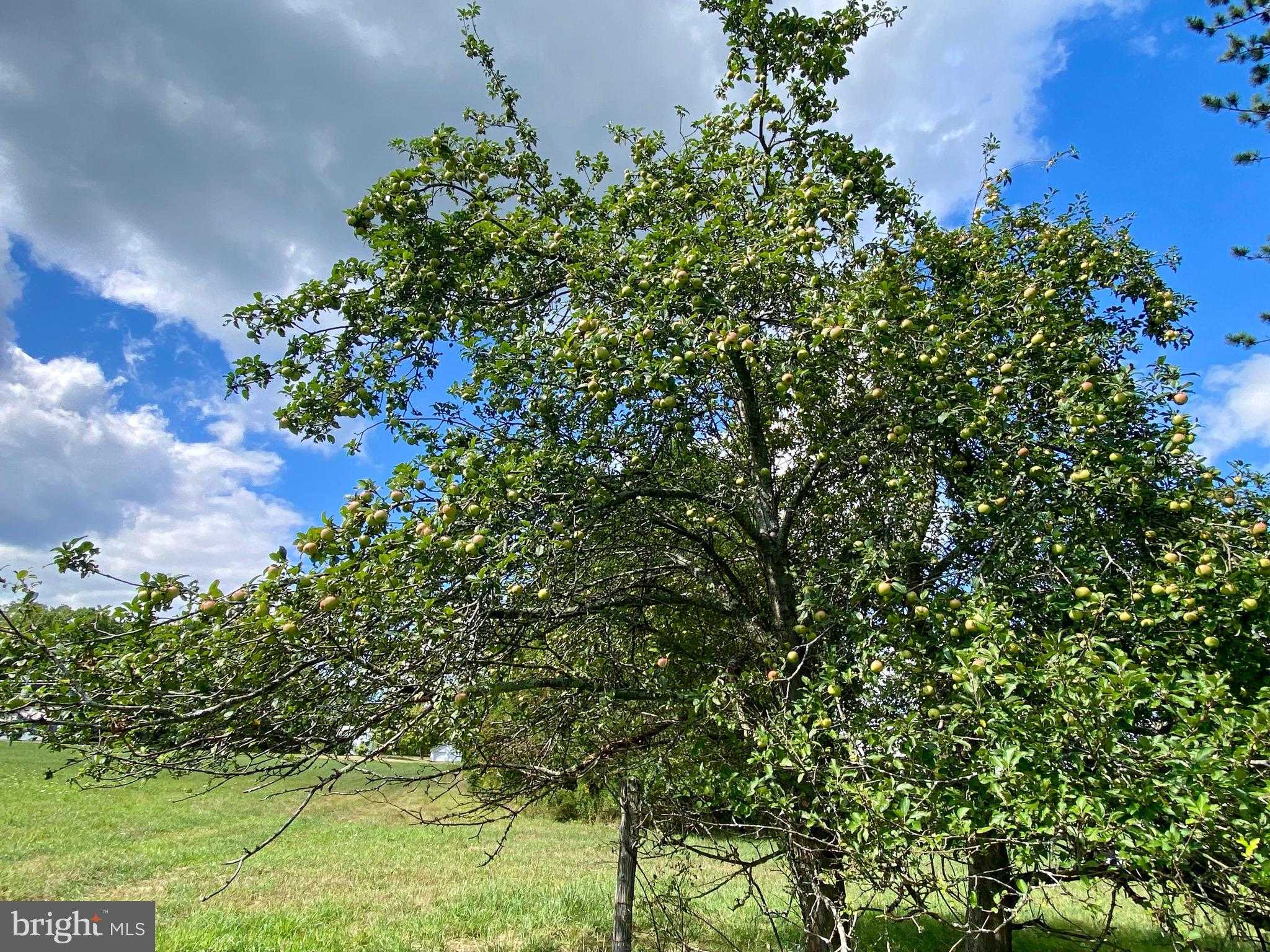 18928 National Pike photo 26