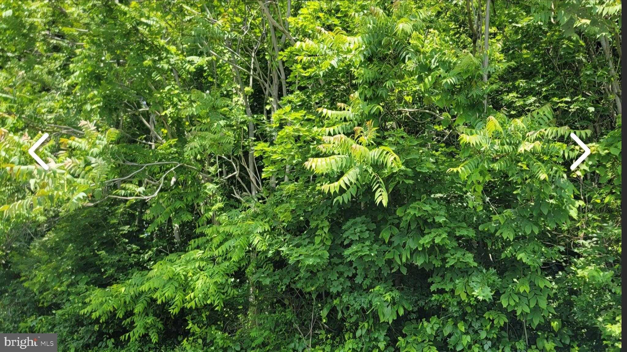 Monongalia Ave photo 4