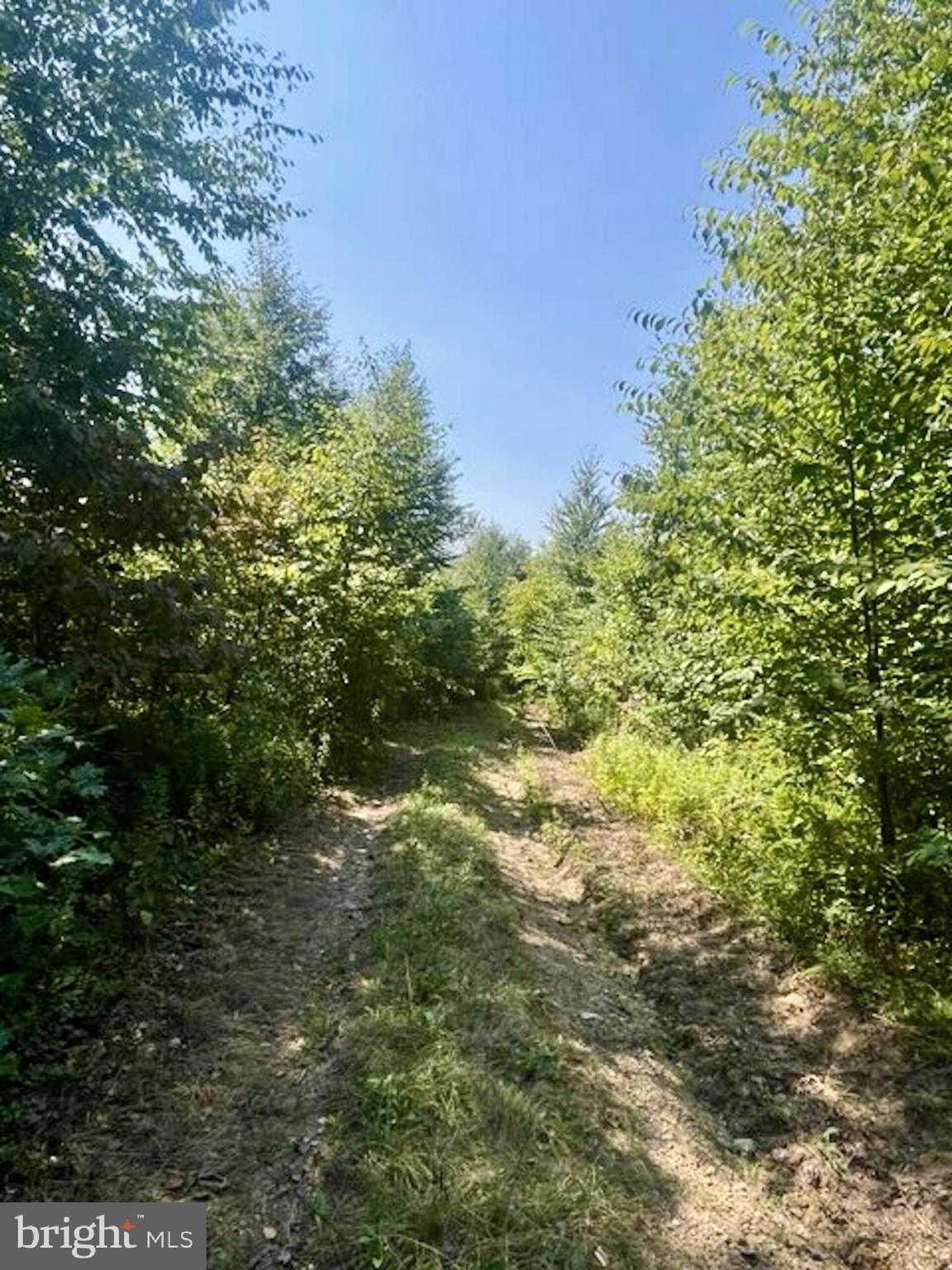 25 Beech Creek Mtn Rd photo 10