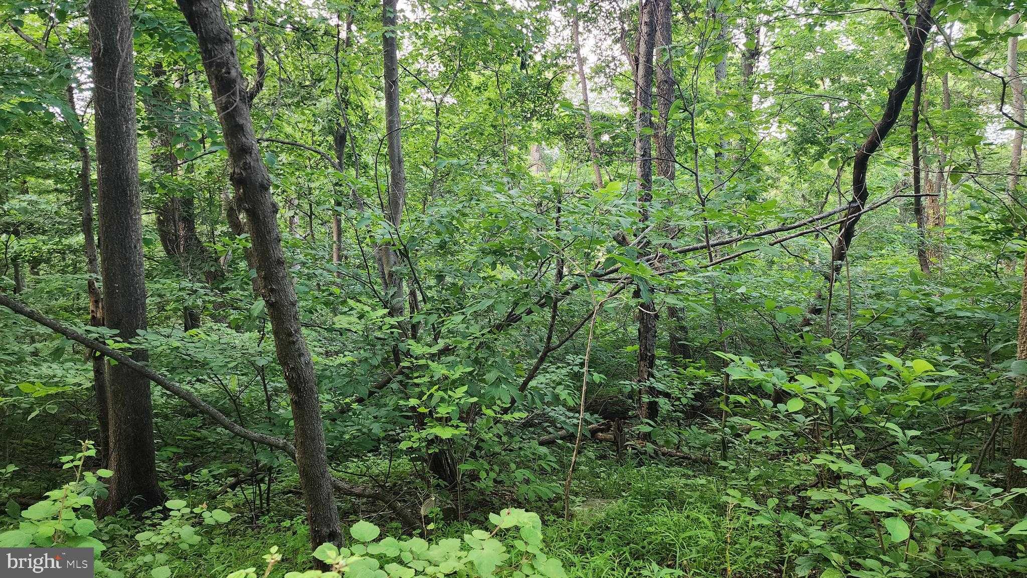 50 Oak Ridge Trl photo 4