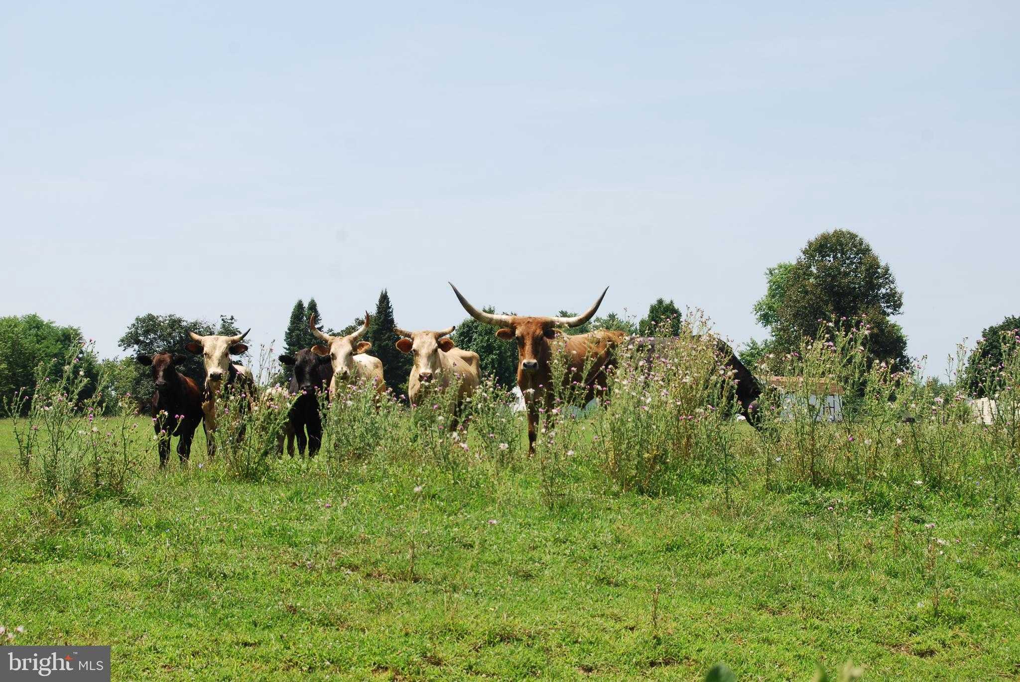 220 Stotelmyer Ln photo 3