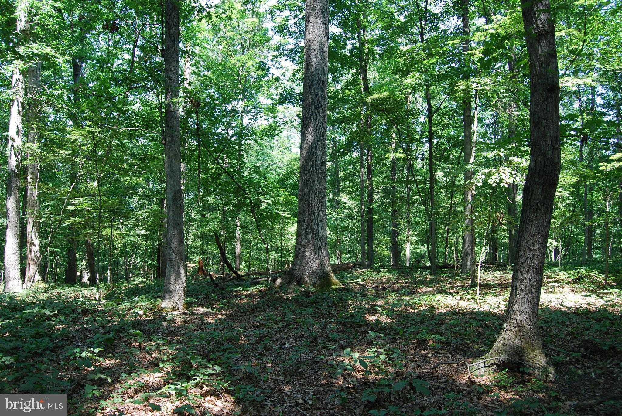 220 Stotelmyer Ln photo 29