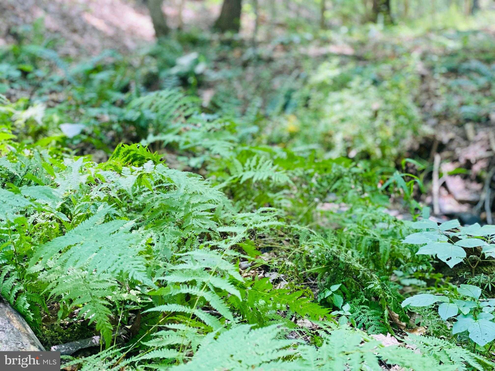 914 Plains Rd photo 5