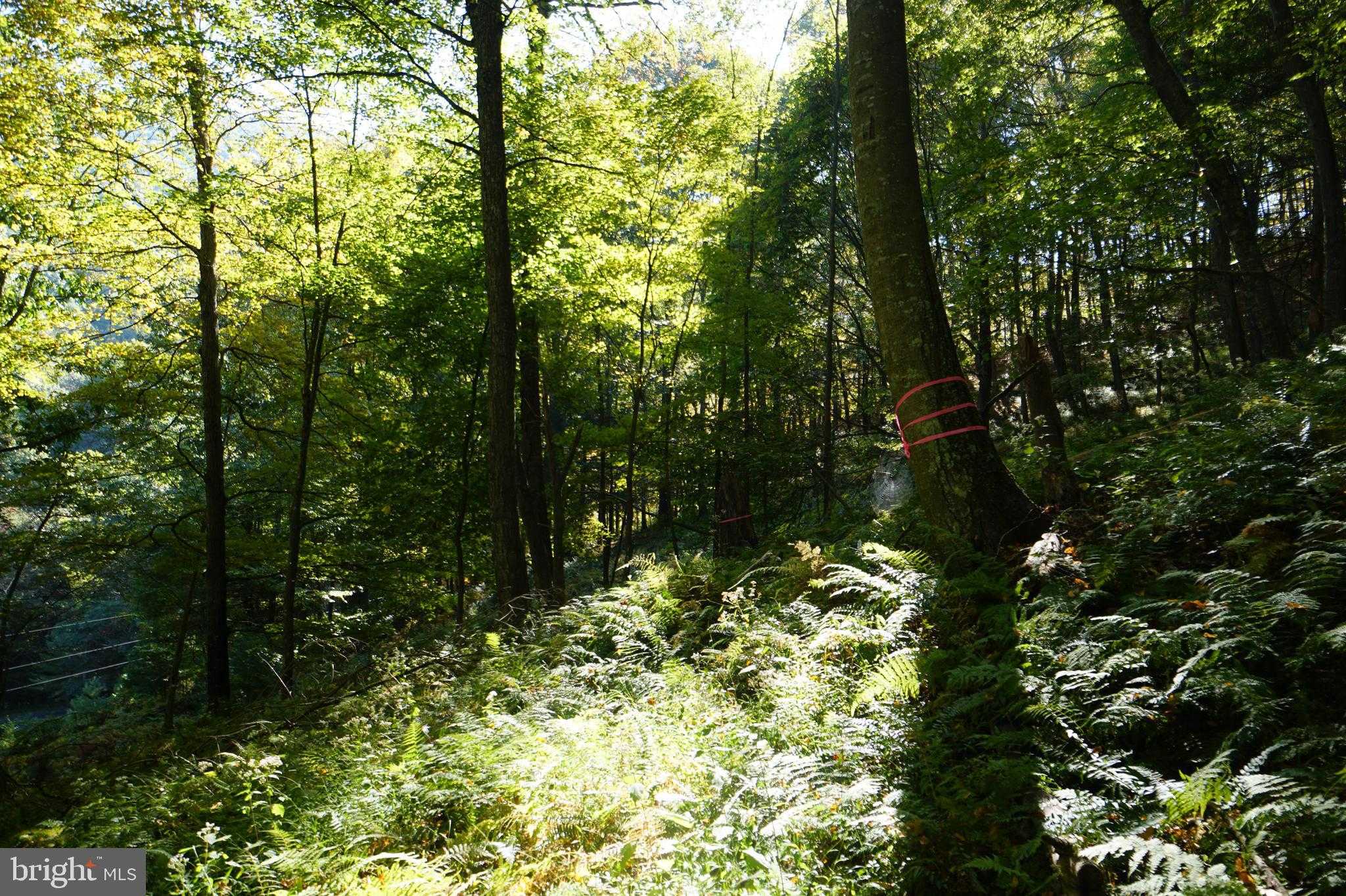 1453 Dry Run Rd photo 40