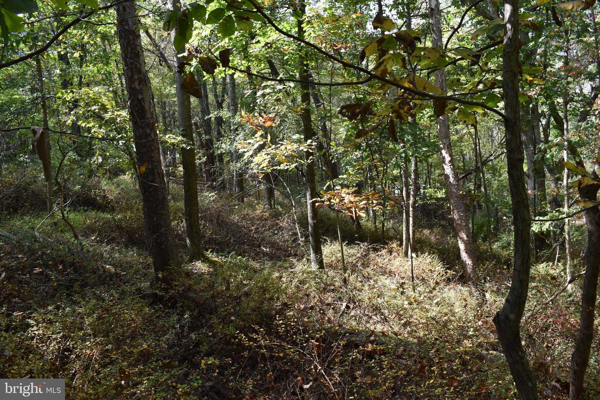 Mountain Laurel Dr photo 16