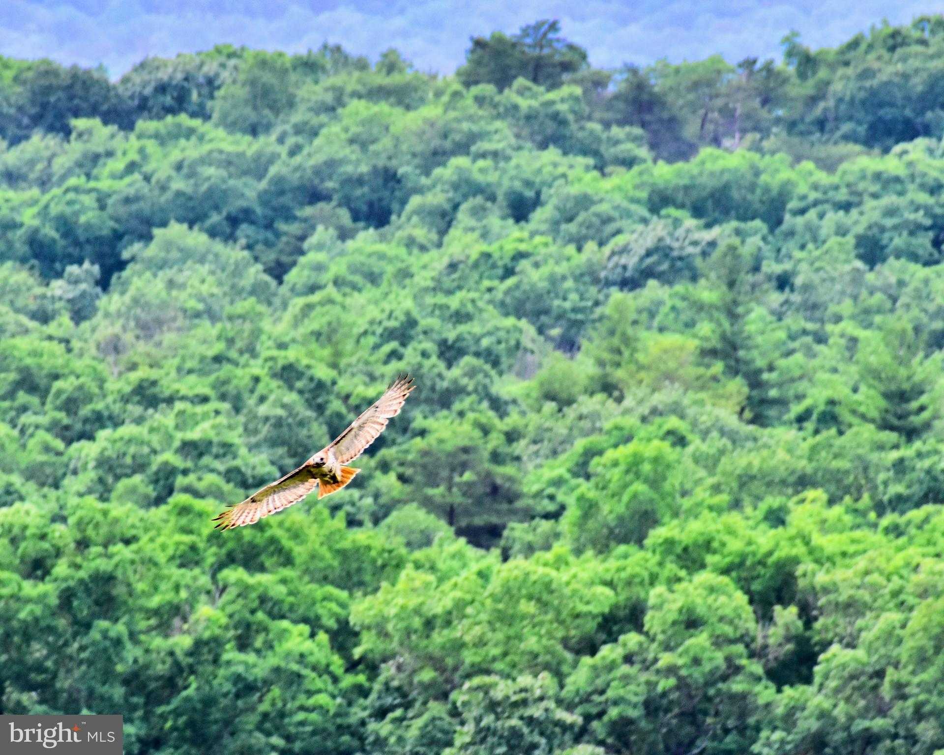 158 Laurel Grove Rd photo 22