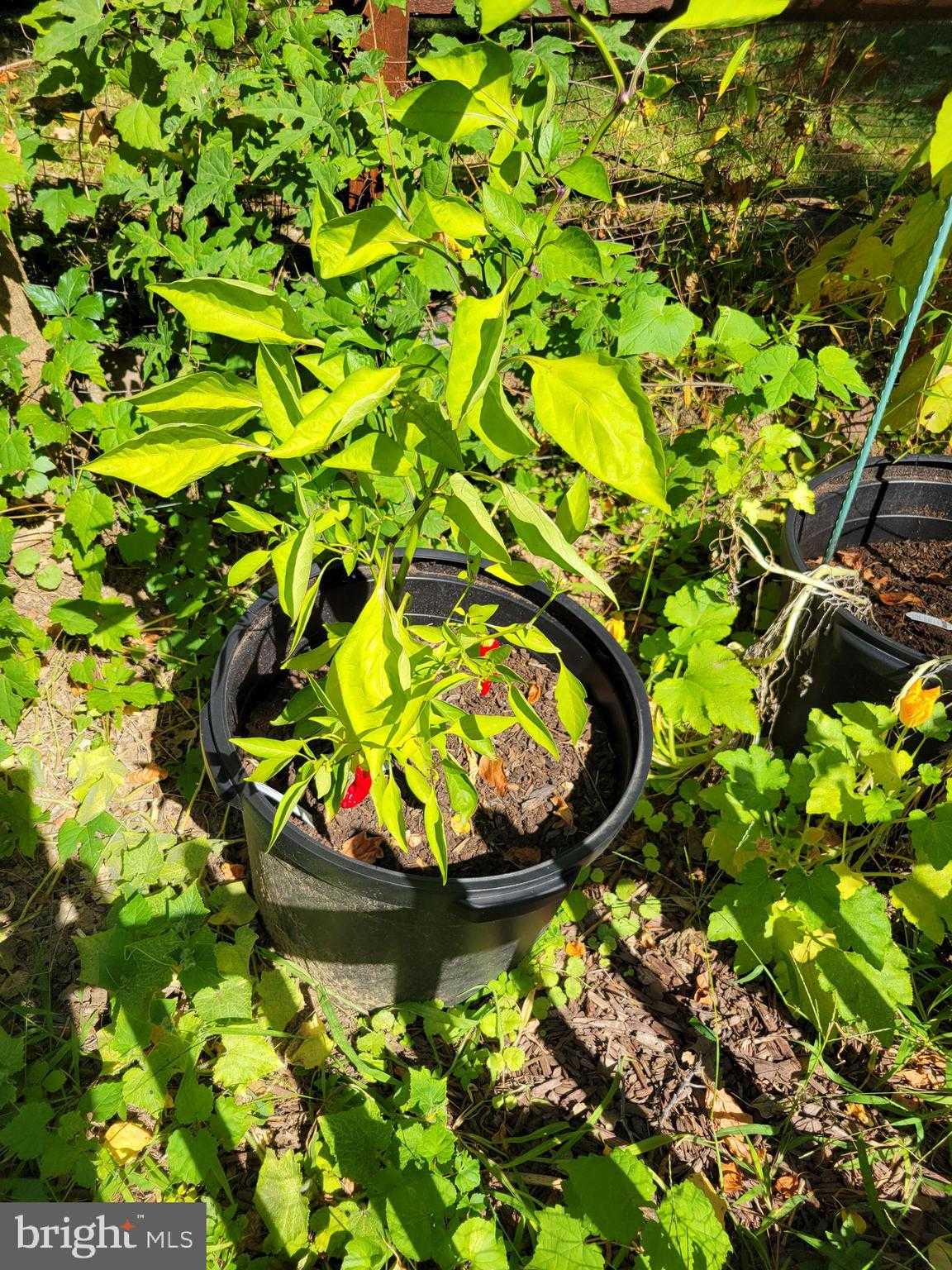 302 Crest Park Rd photo 21