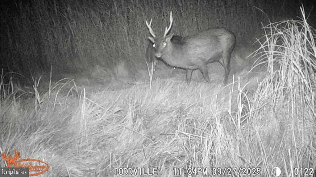 2707 Toddville Rd photo 19