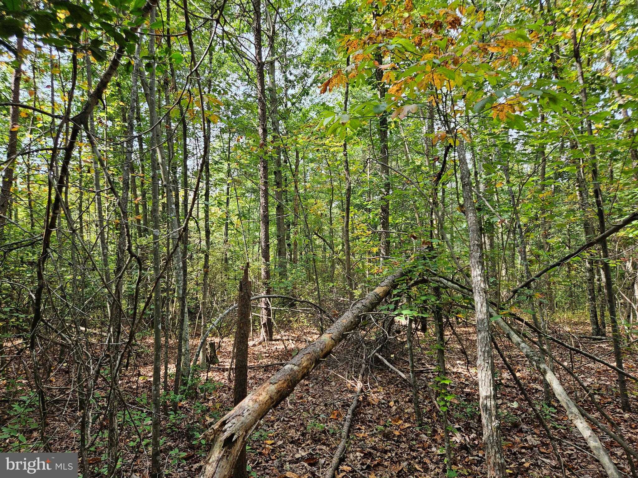 Long Branch Rd photo 11