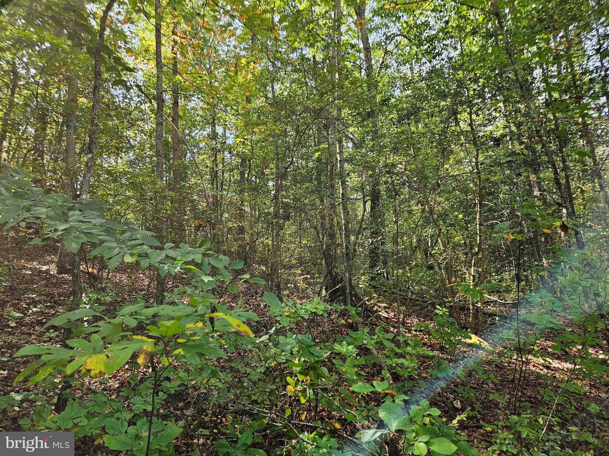 Long Branch Rd photo 25