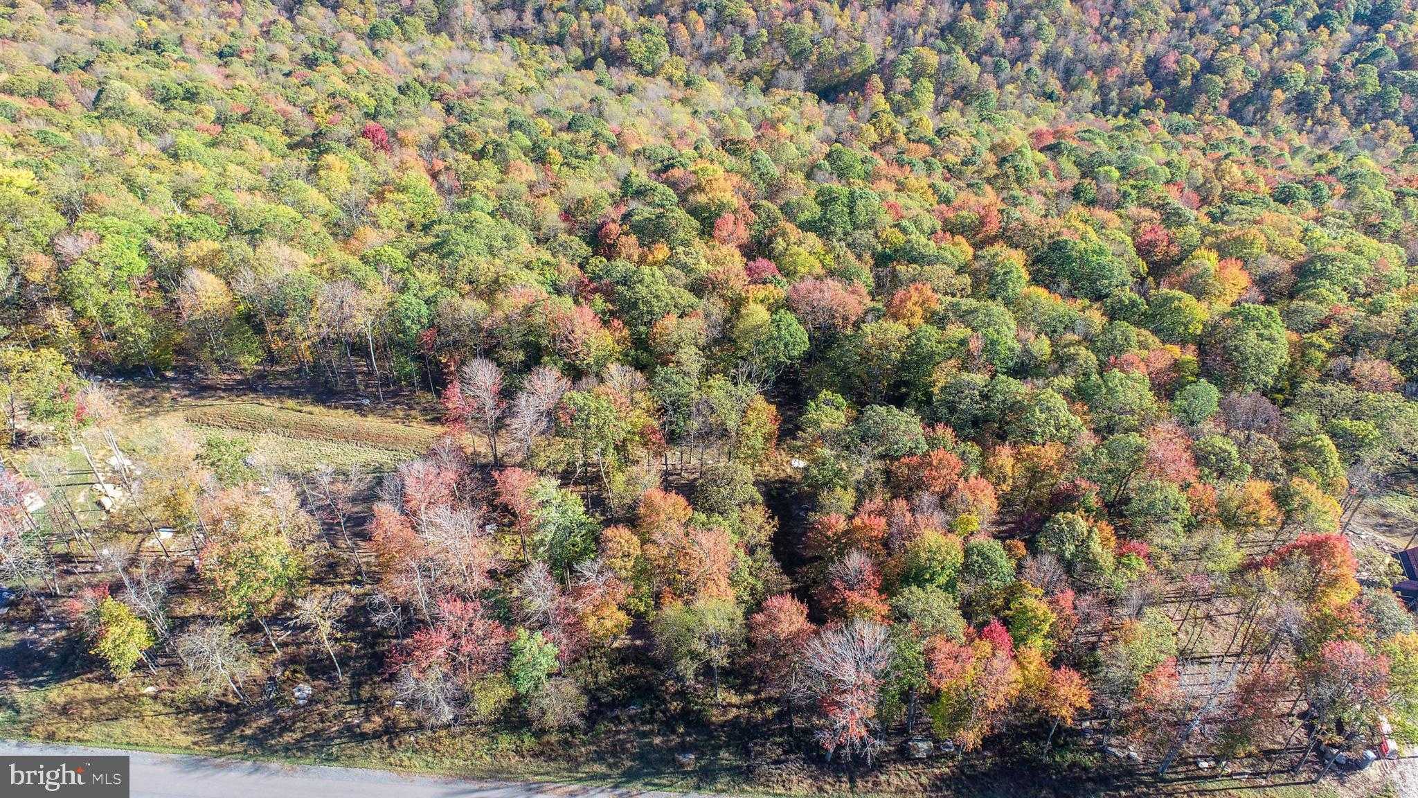 197 Fork Run Trl photo 6