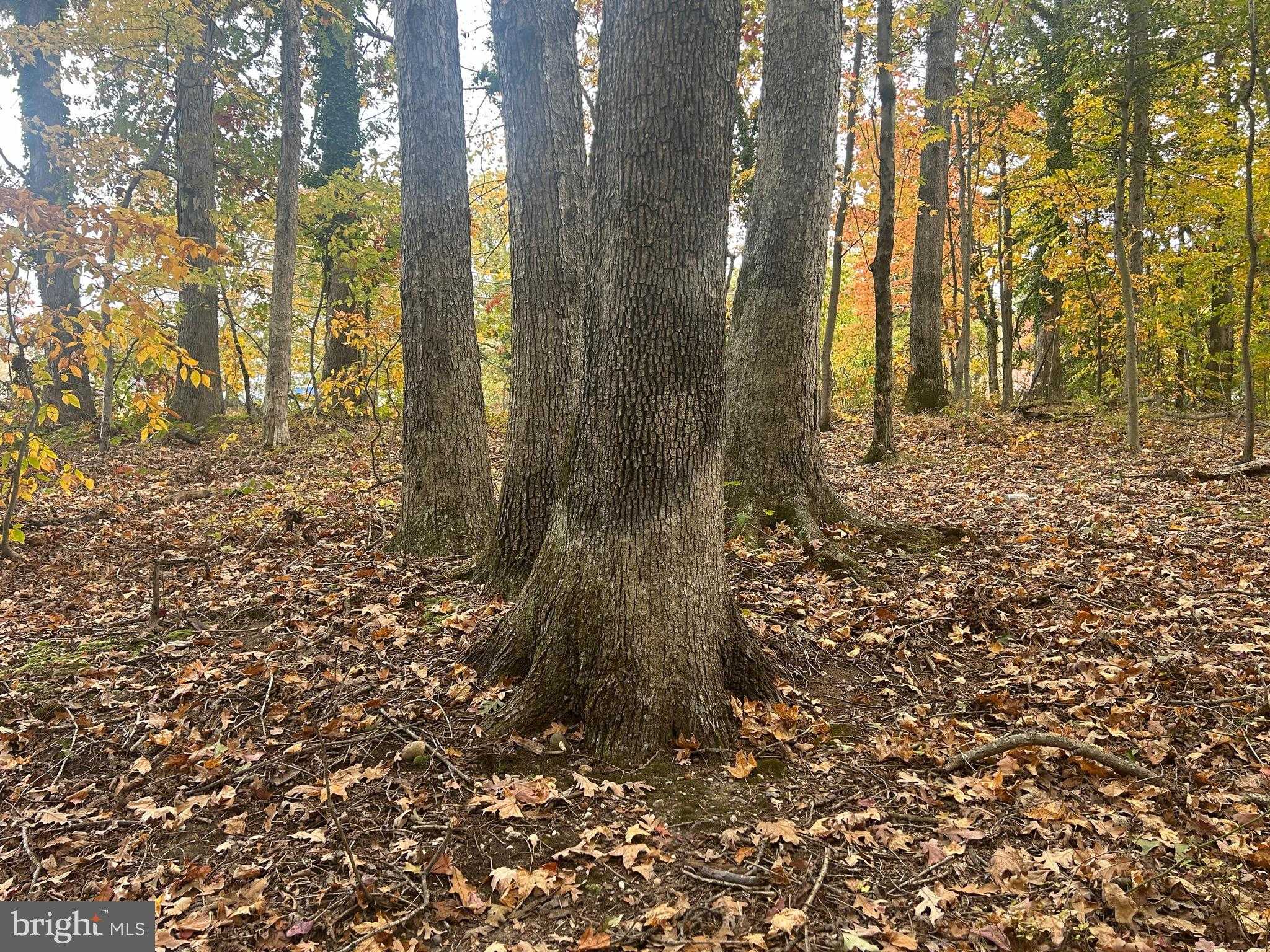 Prince Georges Dr photo 3