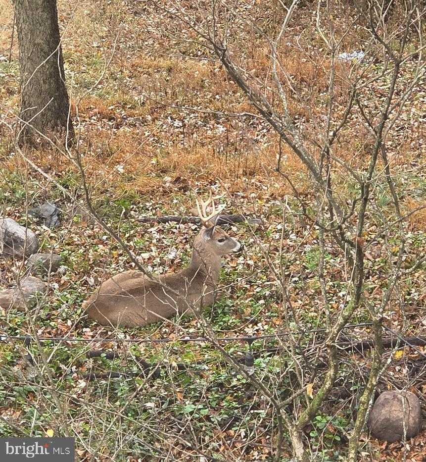 76 Zorger St photo 49