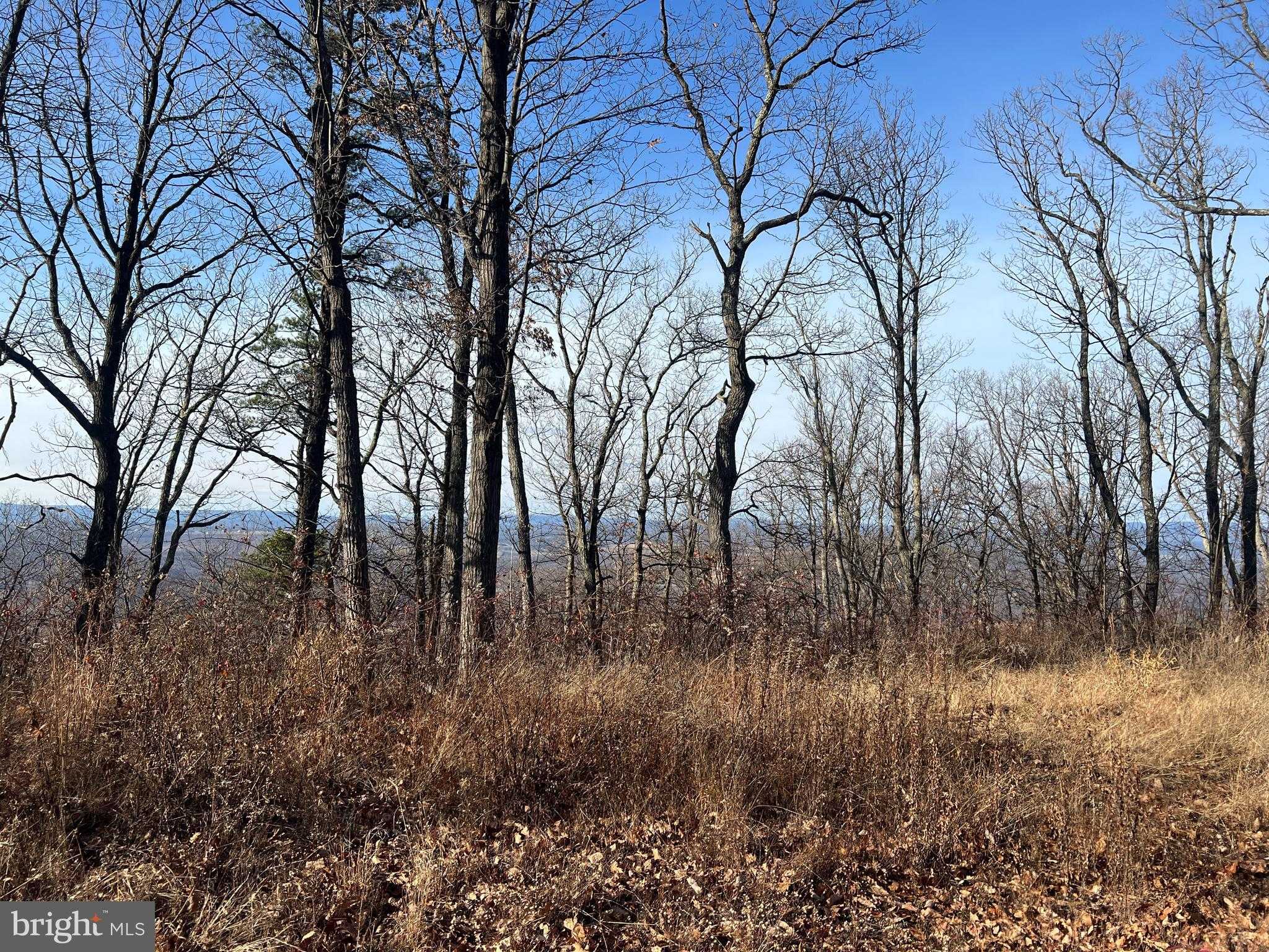 105 Bobcat Ct photo 8