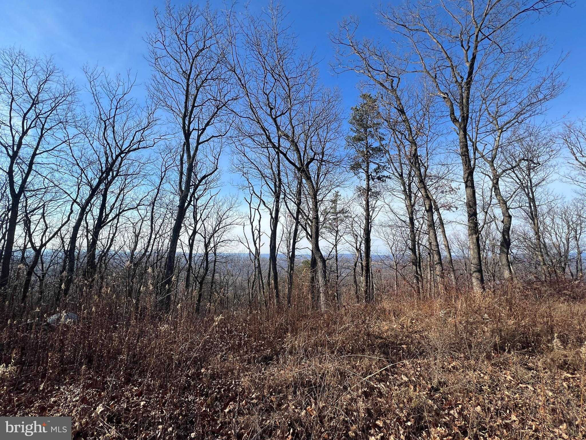 105 Bobcat Ct photo 9