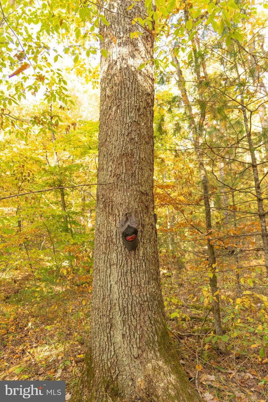 Greenbrier Rd photo 75