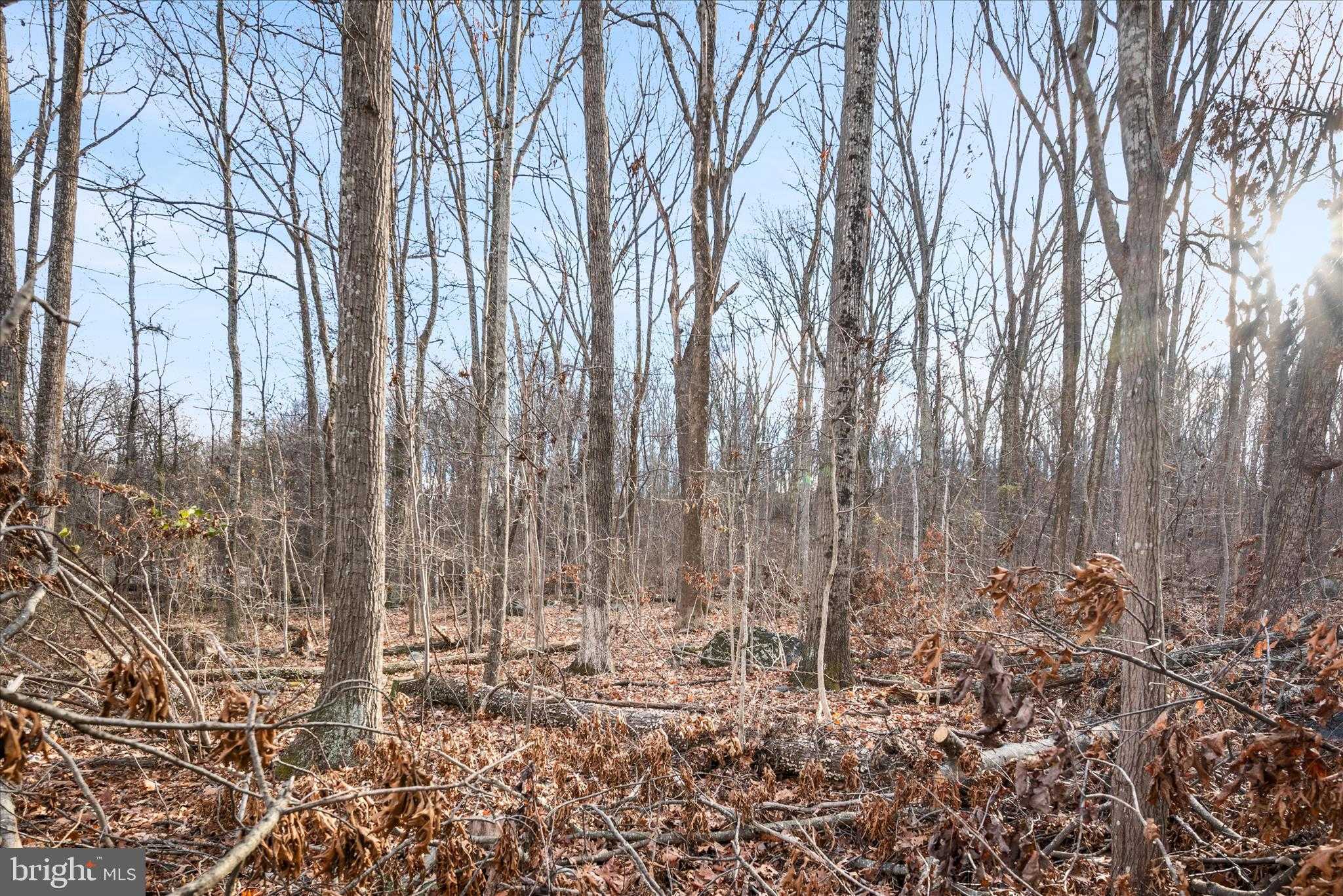 115 Red Maple Ln photo 7