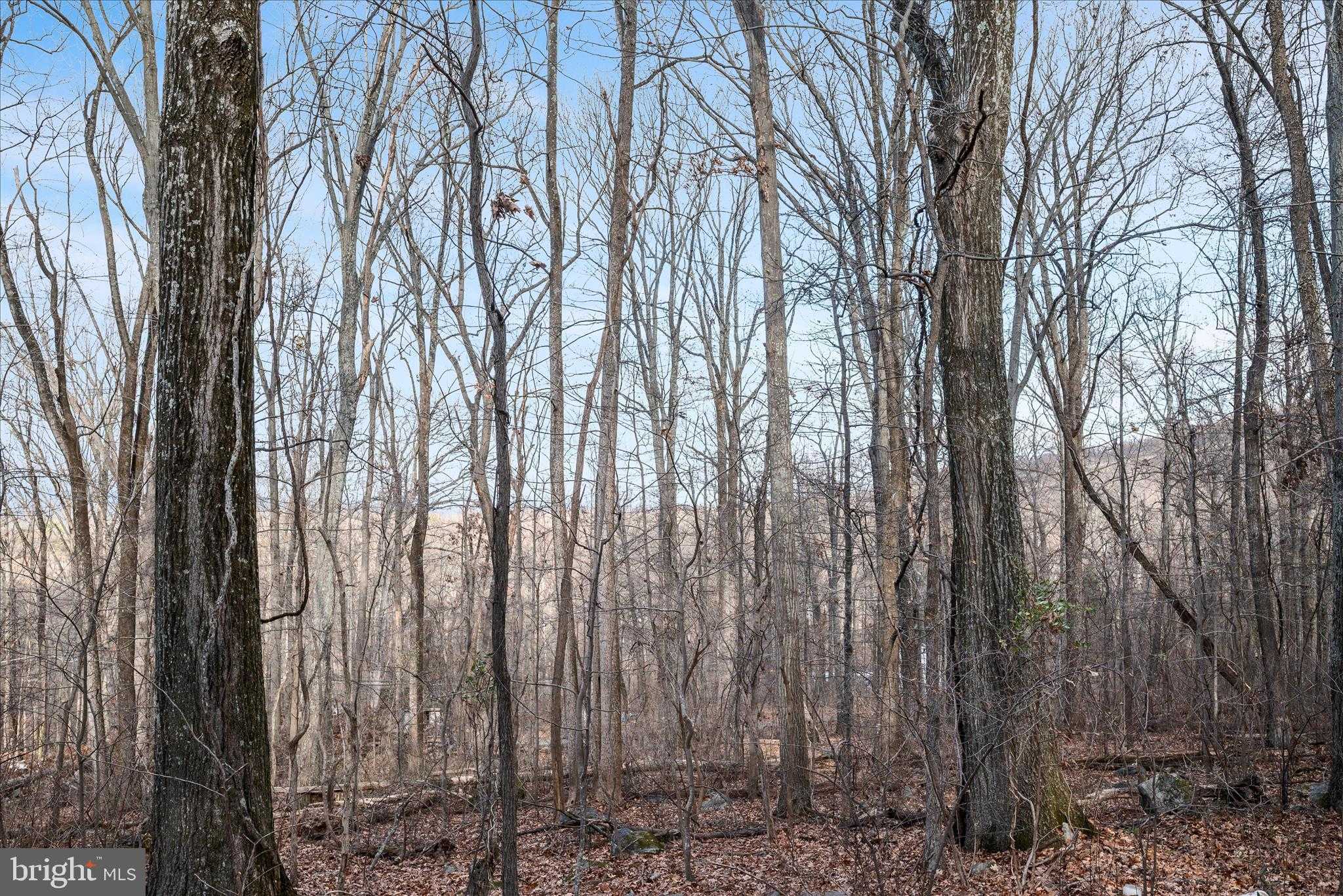 115 Red Maple Ln photo 8