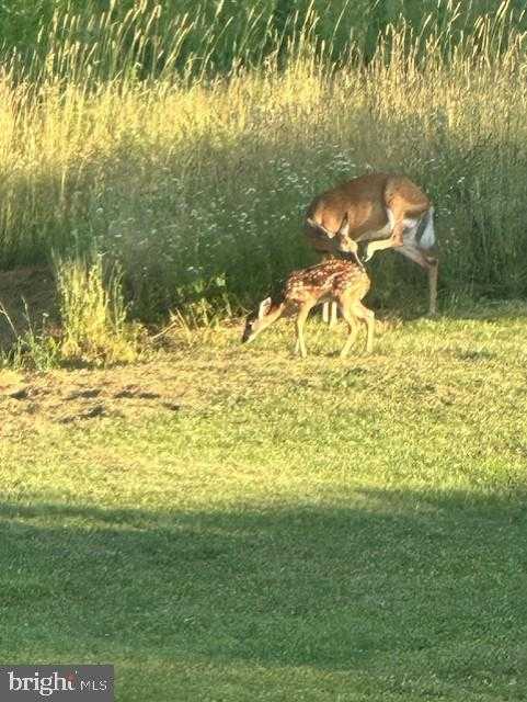 1870 General Potter Hwy photo 84