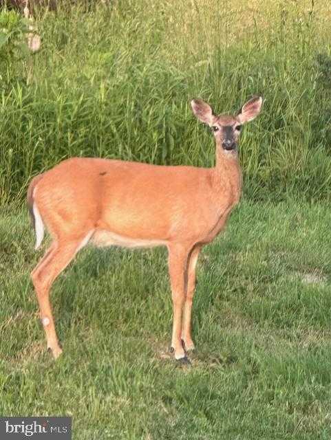 1870 General Potter Hwy photo 85