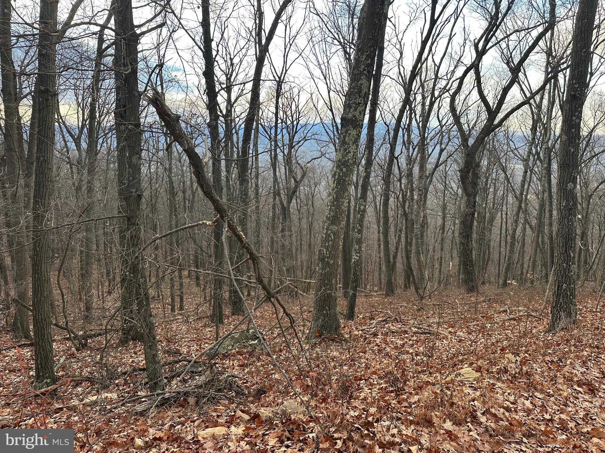 51 Lawyer Ln photo 4