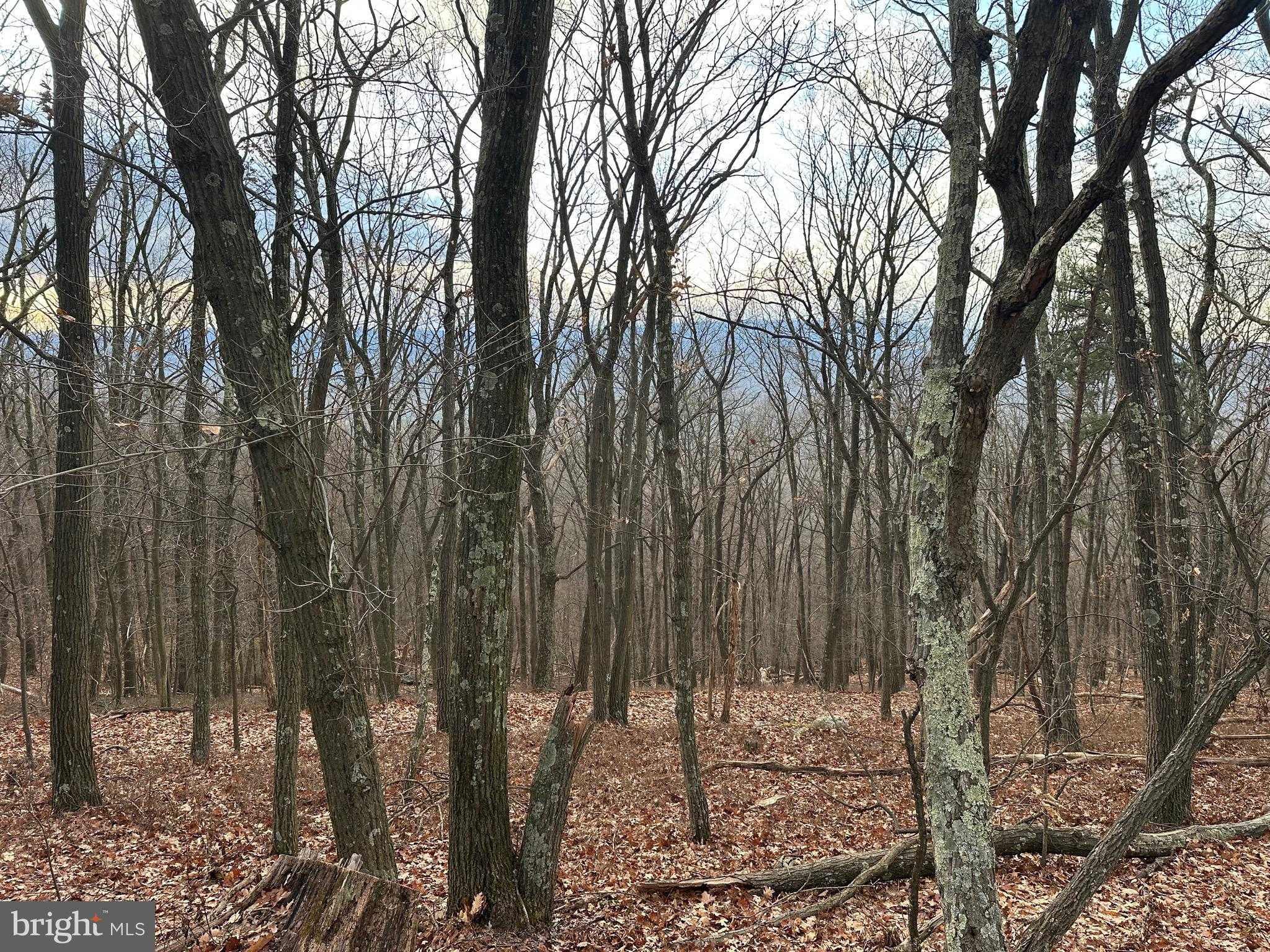 51 Lawyer Ln photo 5