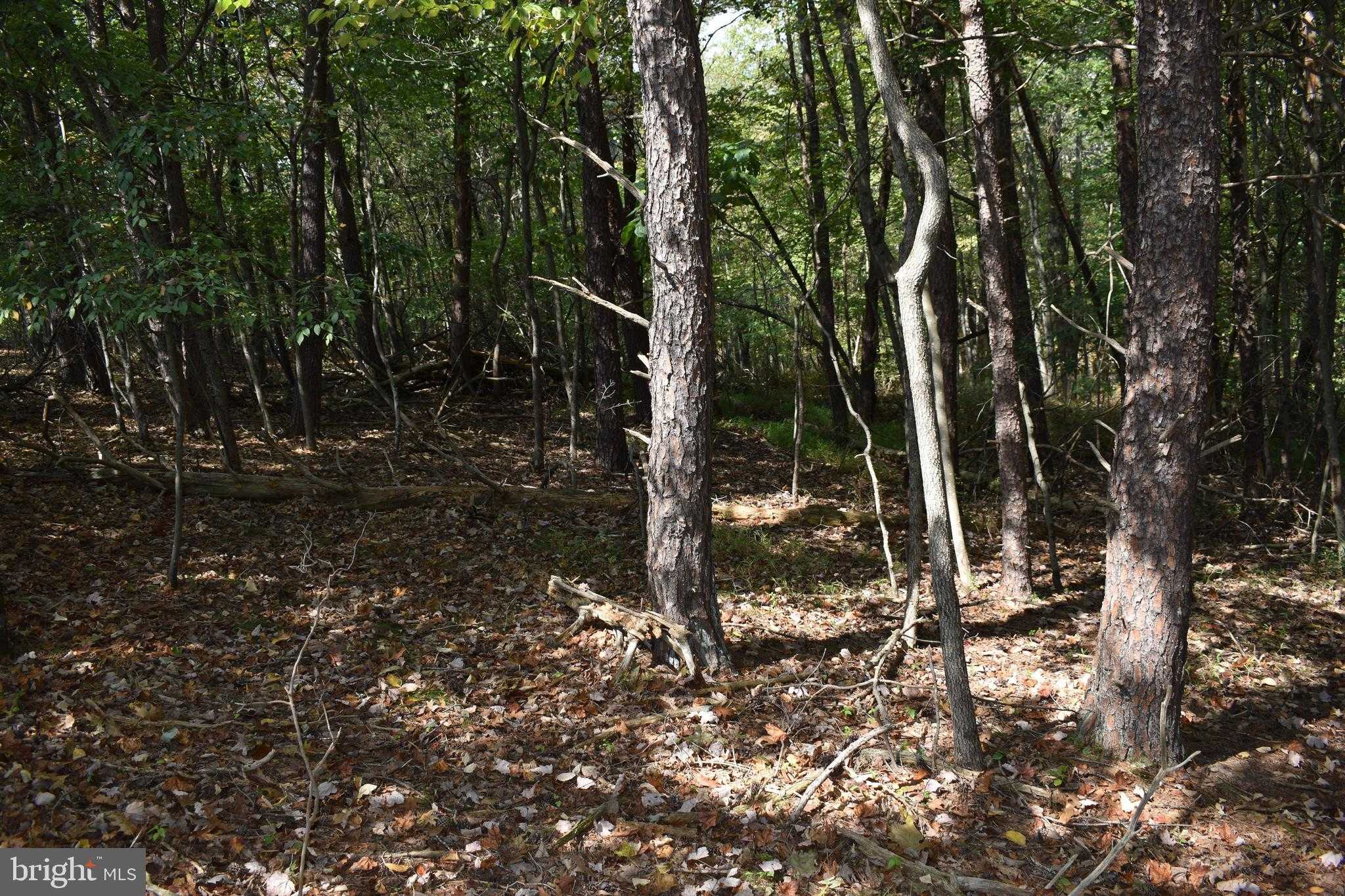 19 Mountain Laurel Dr photo 38