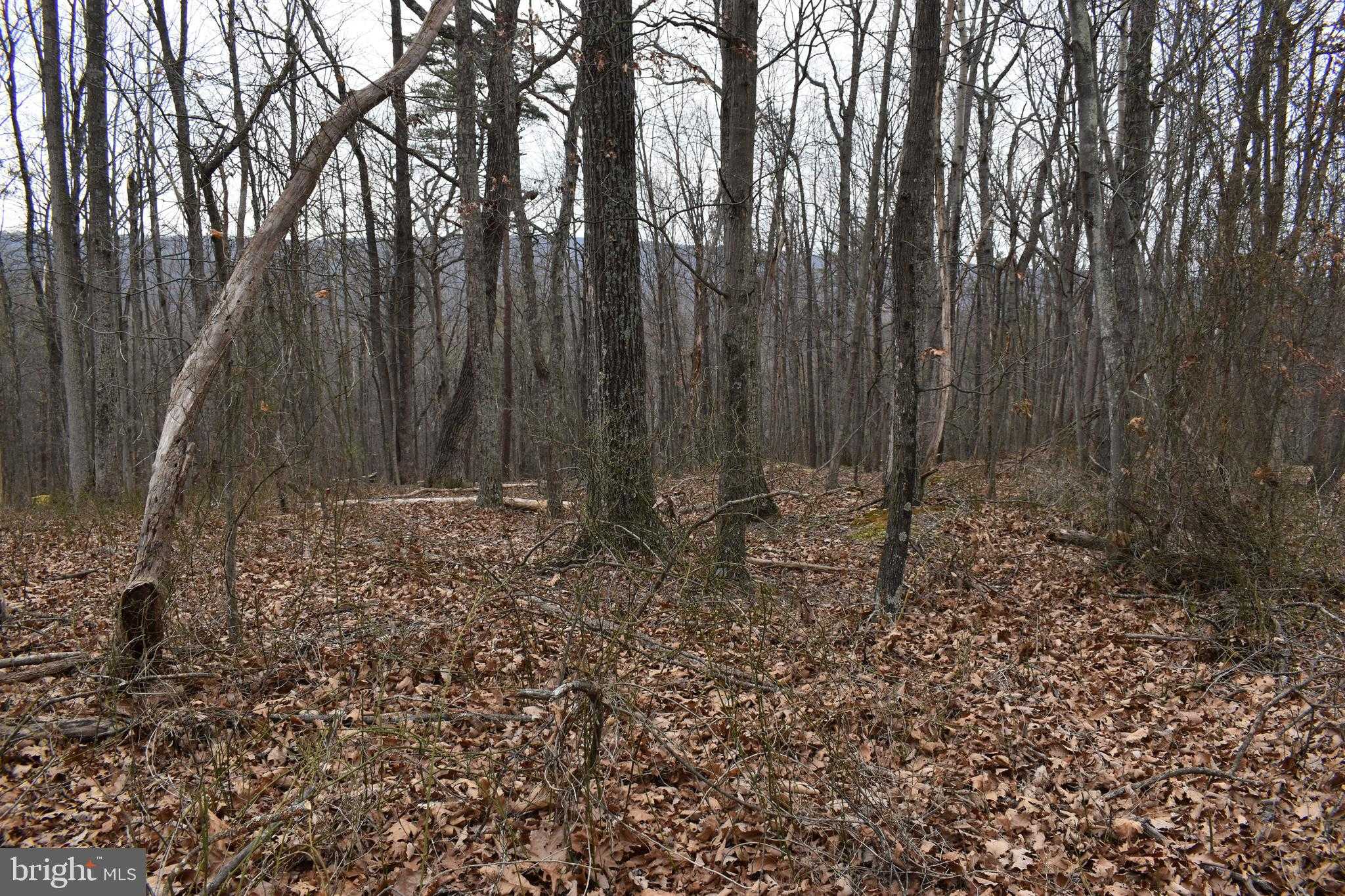 200 Birch Grove Ln photo 39