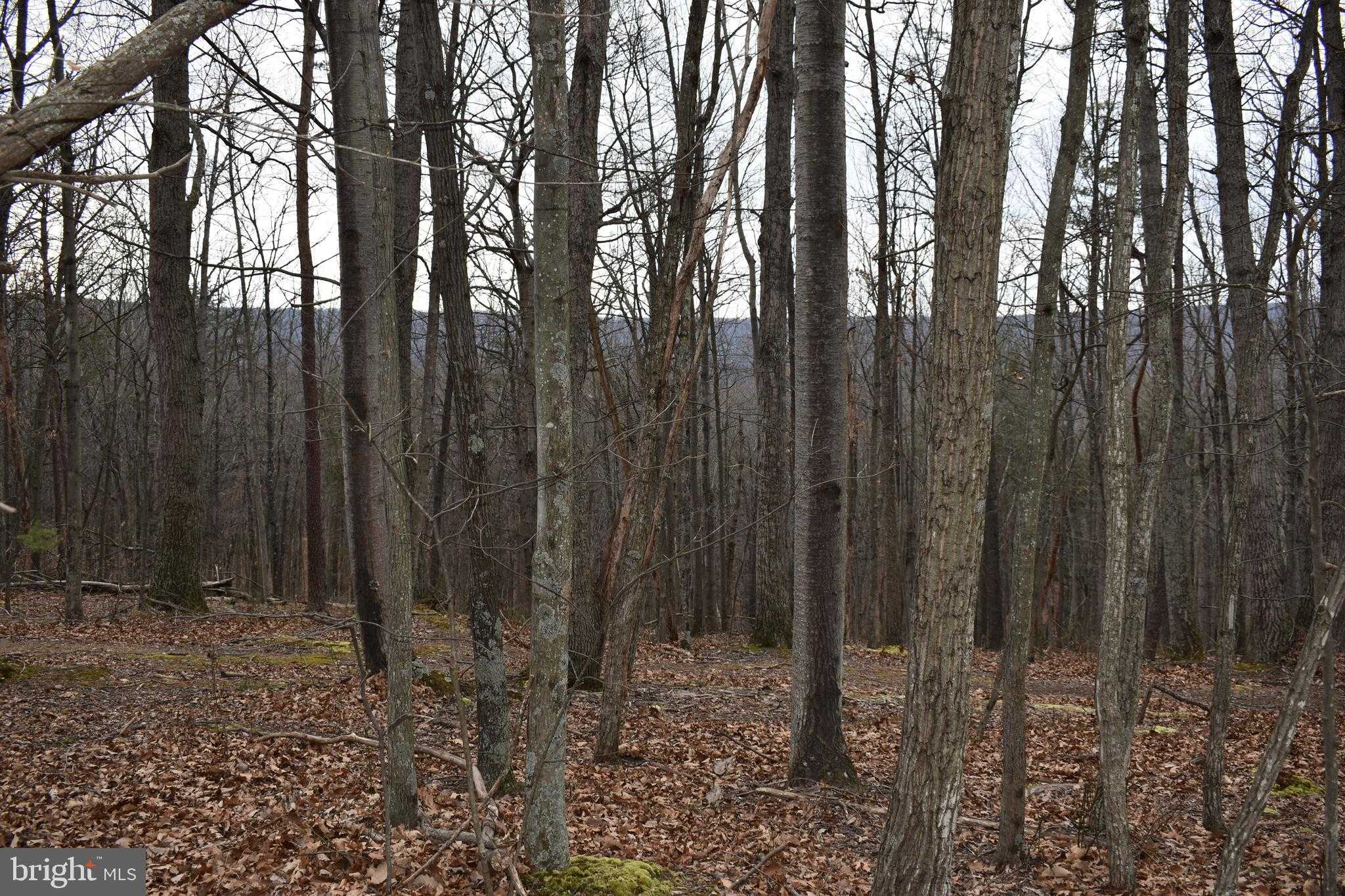 200 Birch Grove Ln photo 45