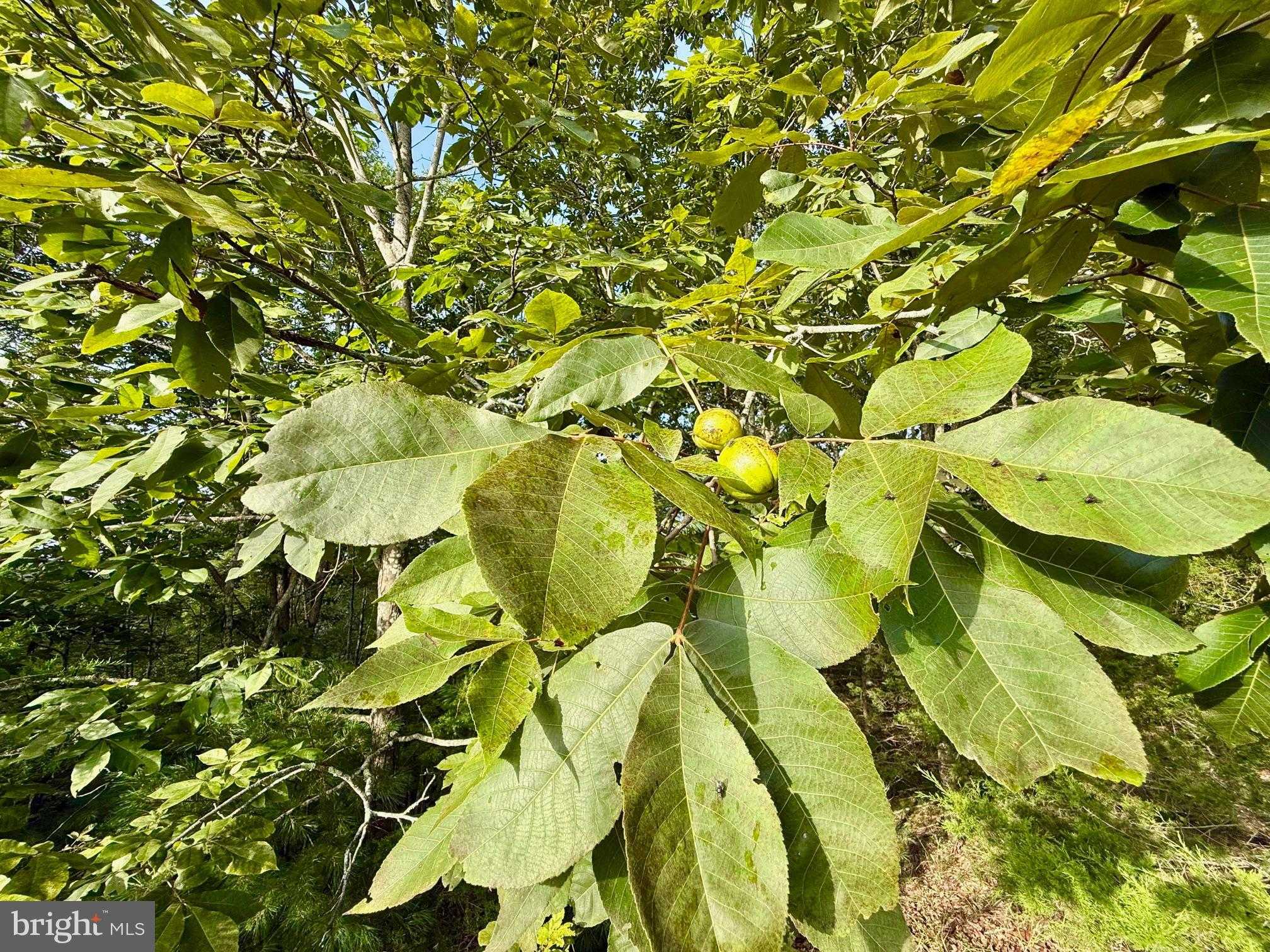 252 Franklin Pike photo 15