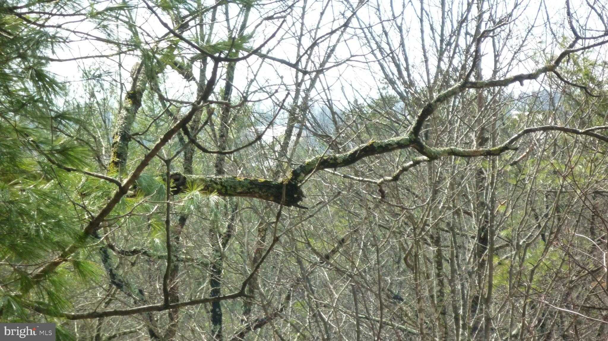 51 Forrest St photo 5