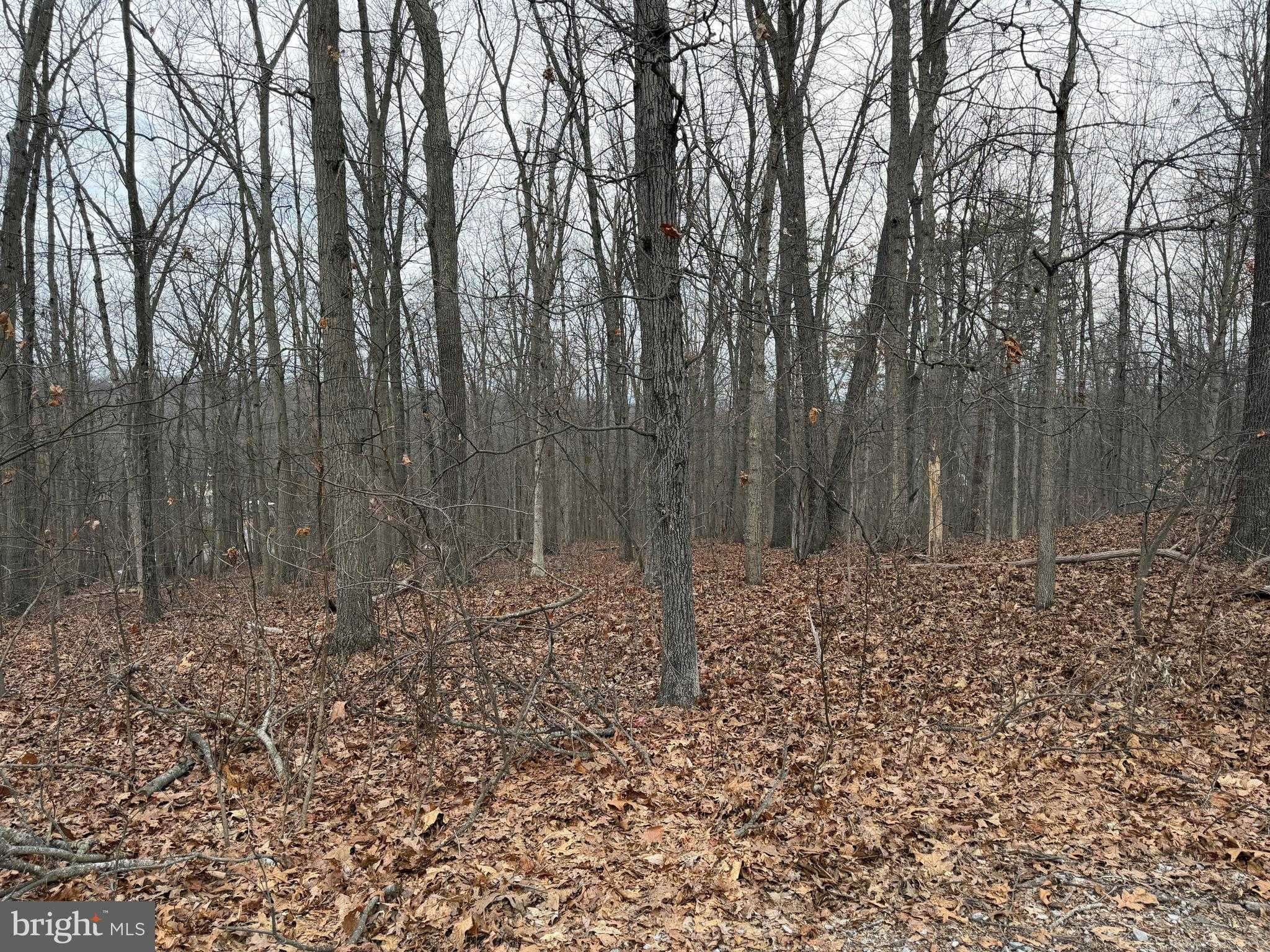 420 Coon Hollow Trl photo 29