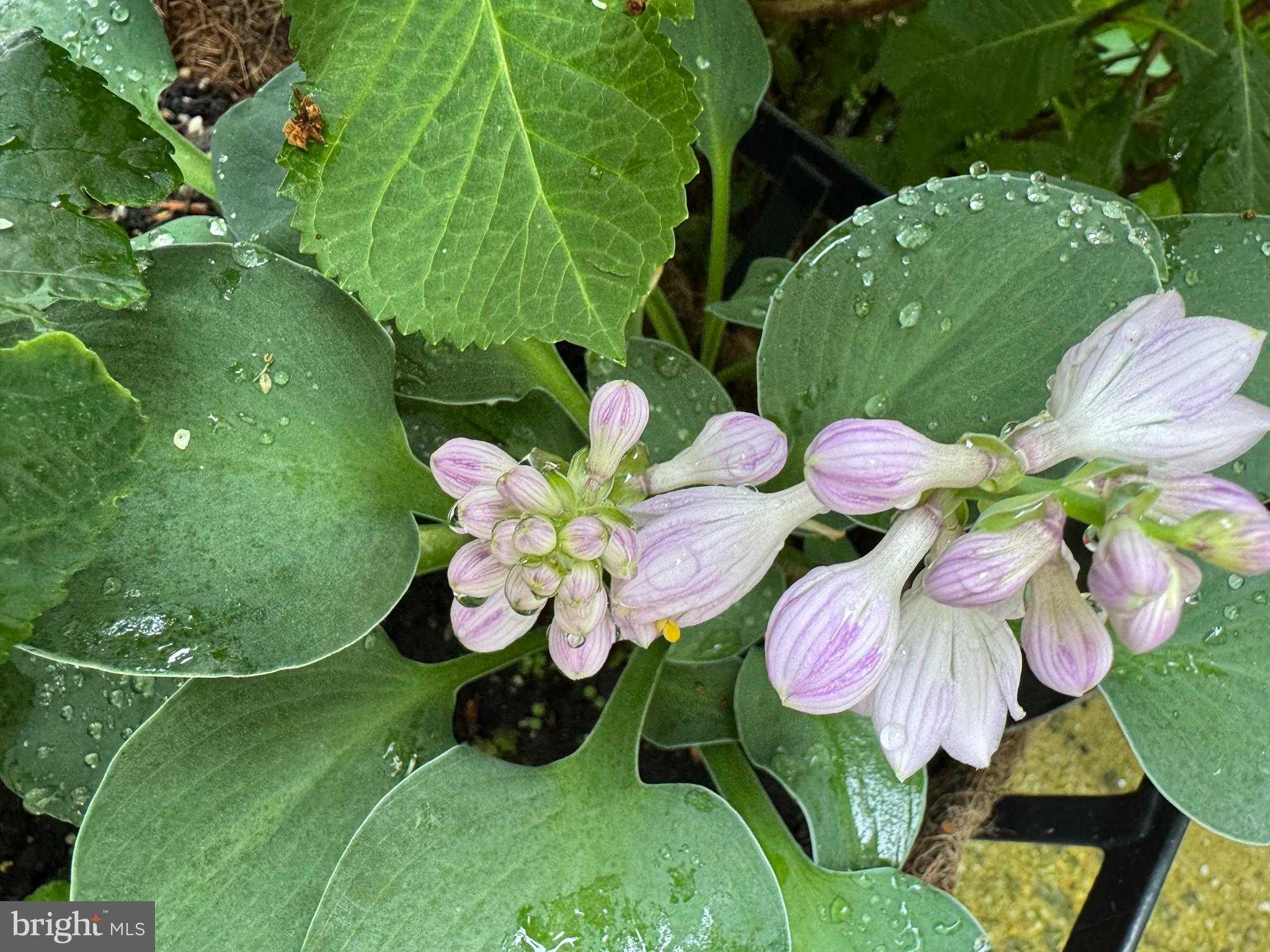 12495 Manchester Way photo 49