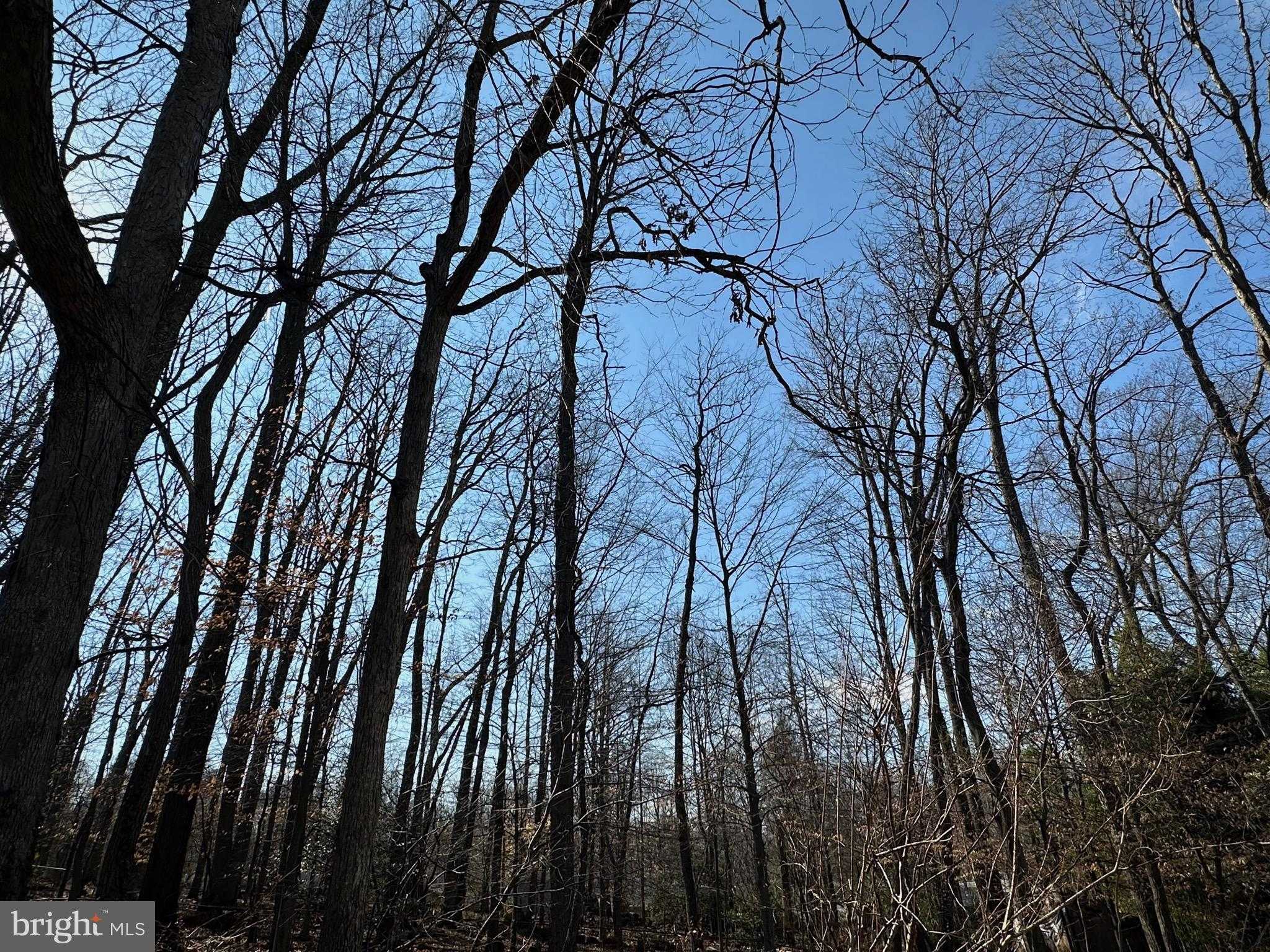 3812 Tall Oak CT photo 45