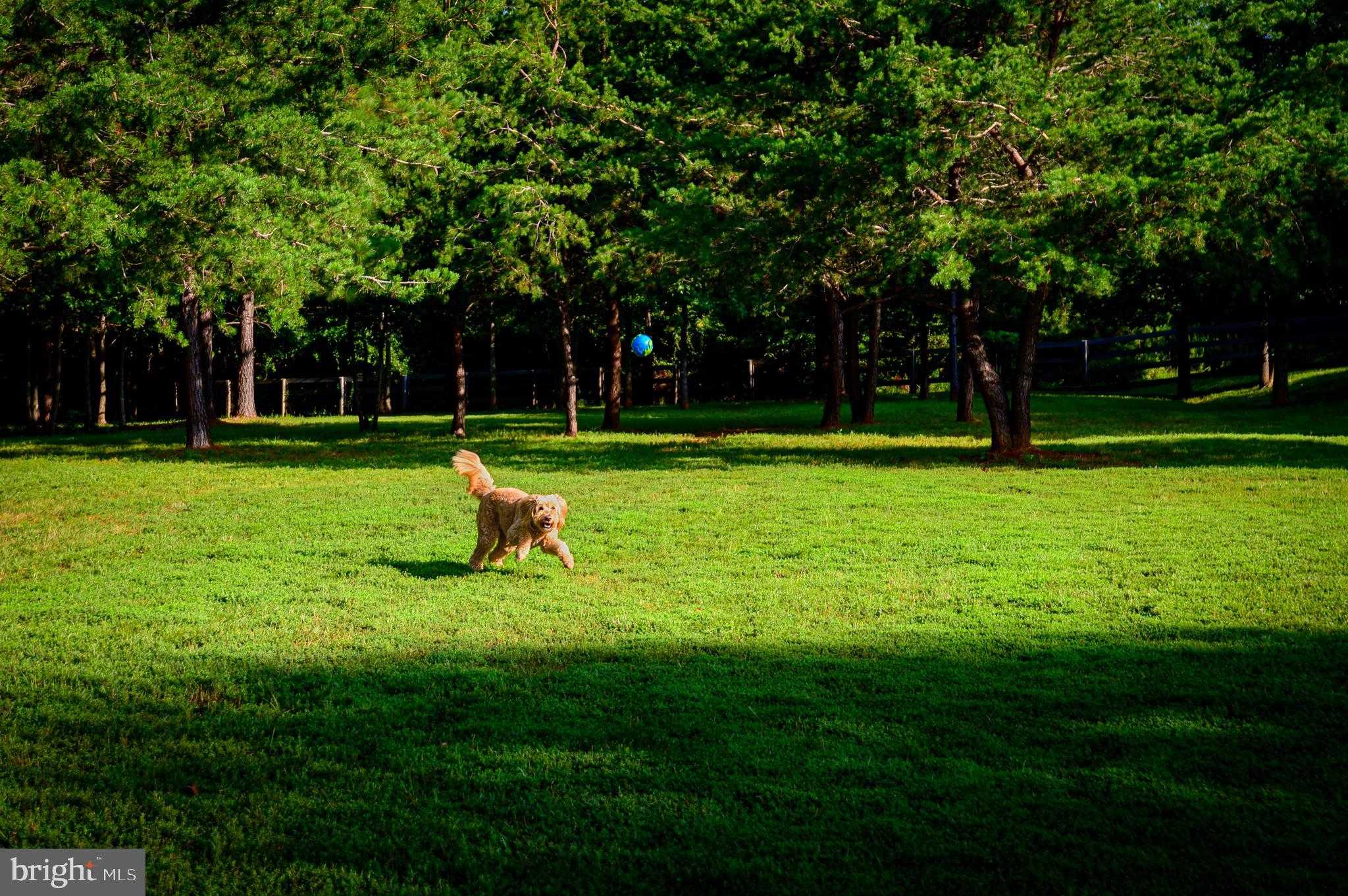 11208 Knolls End photo 71