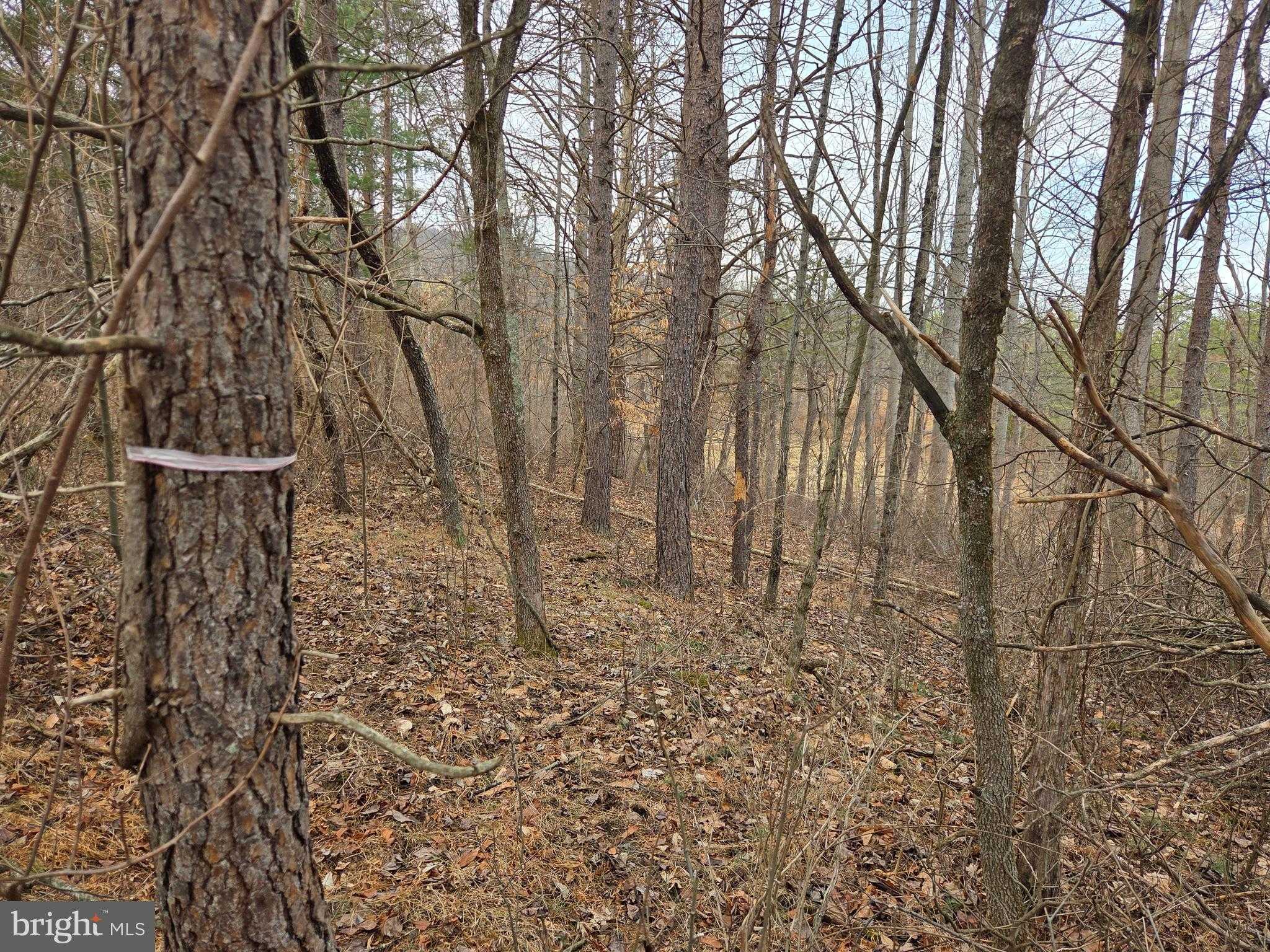 1237 Buckwheat Rd photo 34