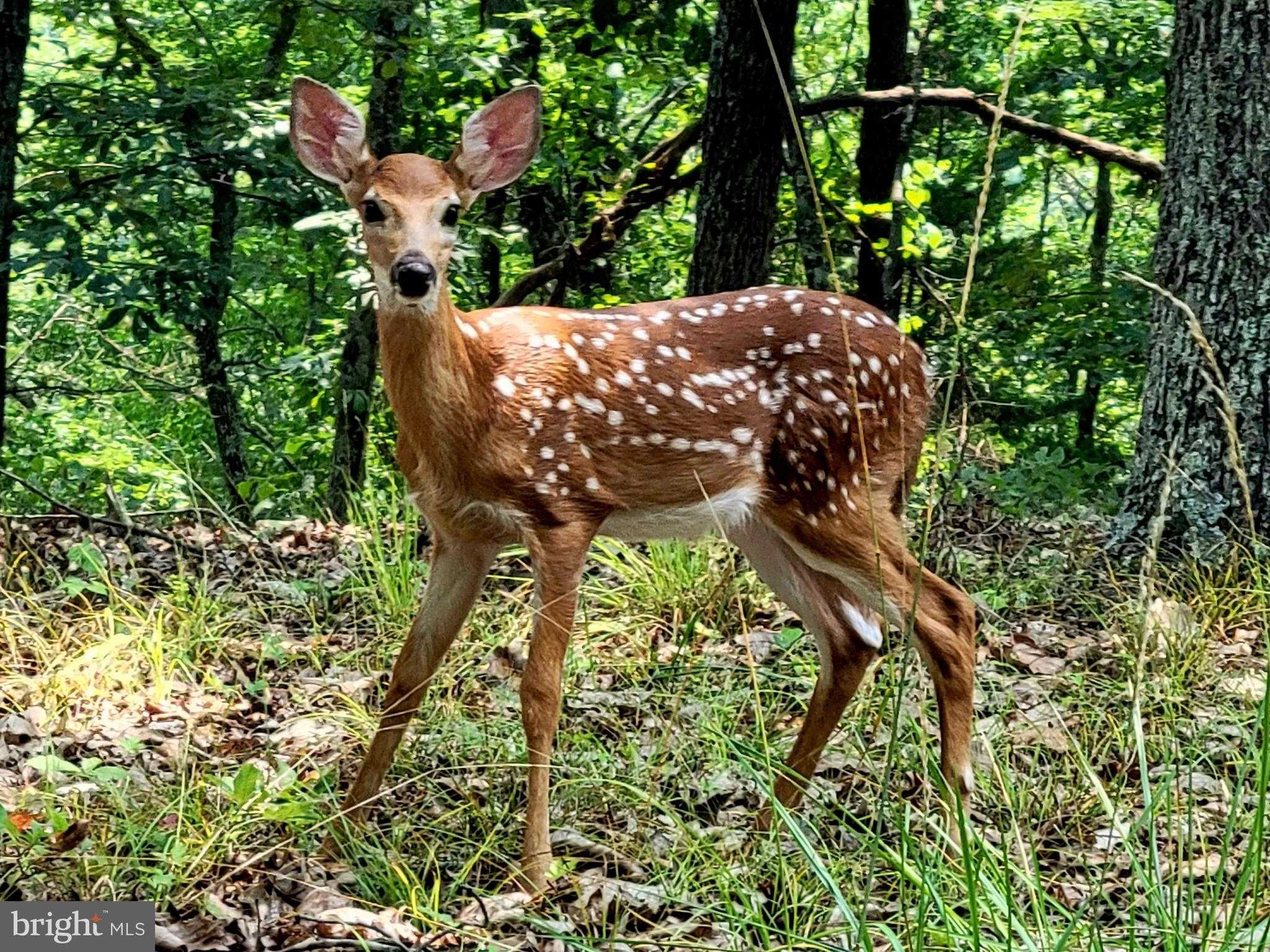 19200 Bowen Ln SE photo 55