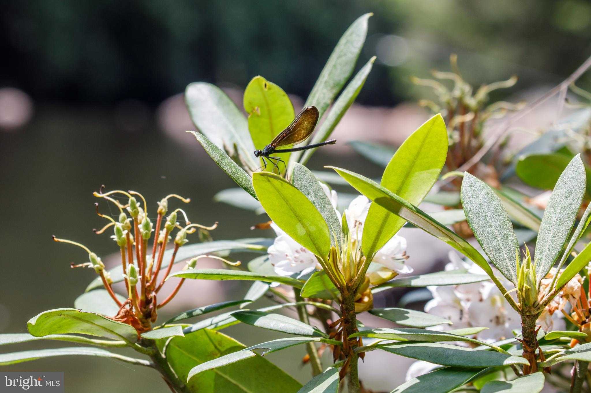 614 Graystones Jeras Rd photo 10