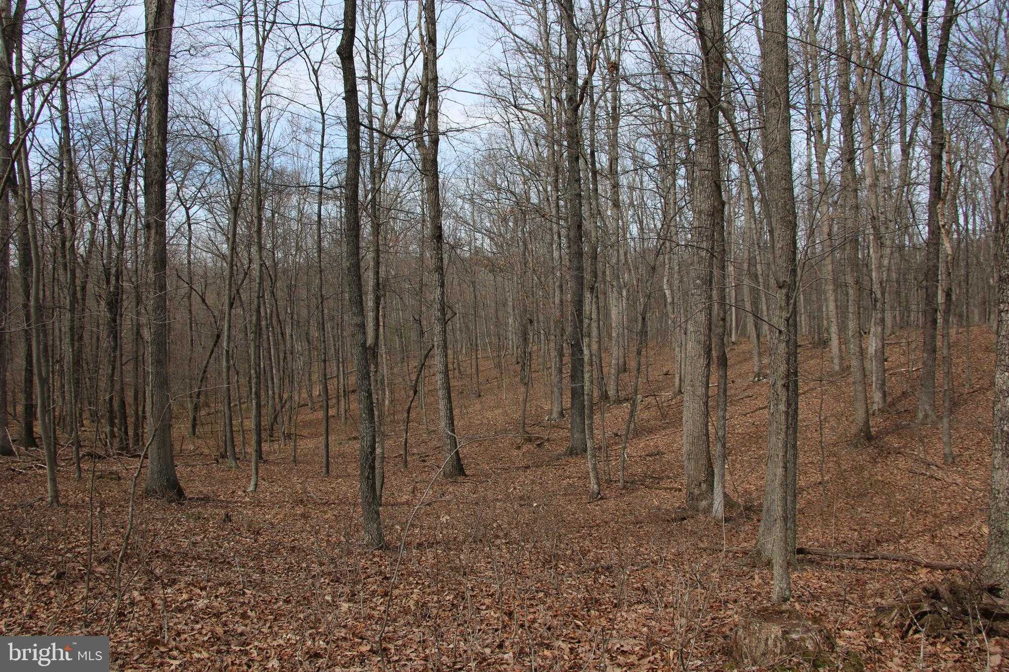 N Frederick Pike photo 19