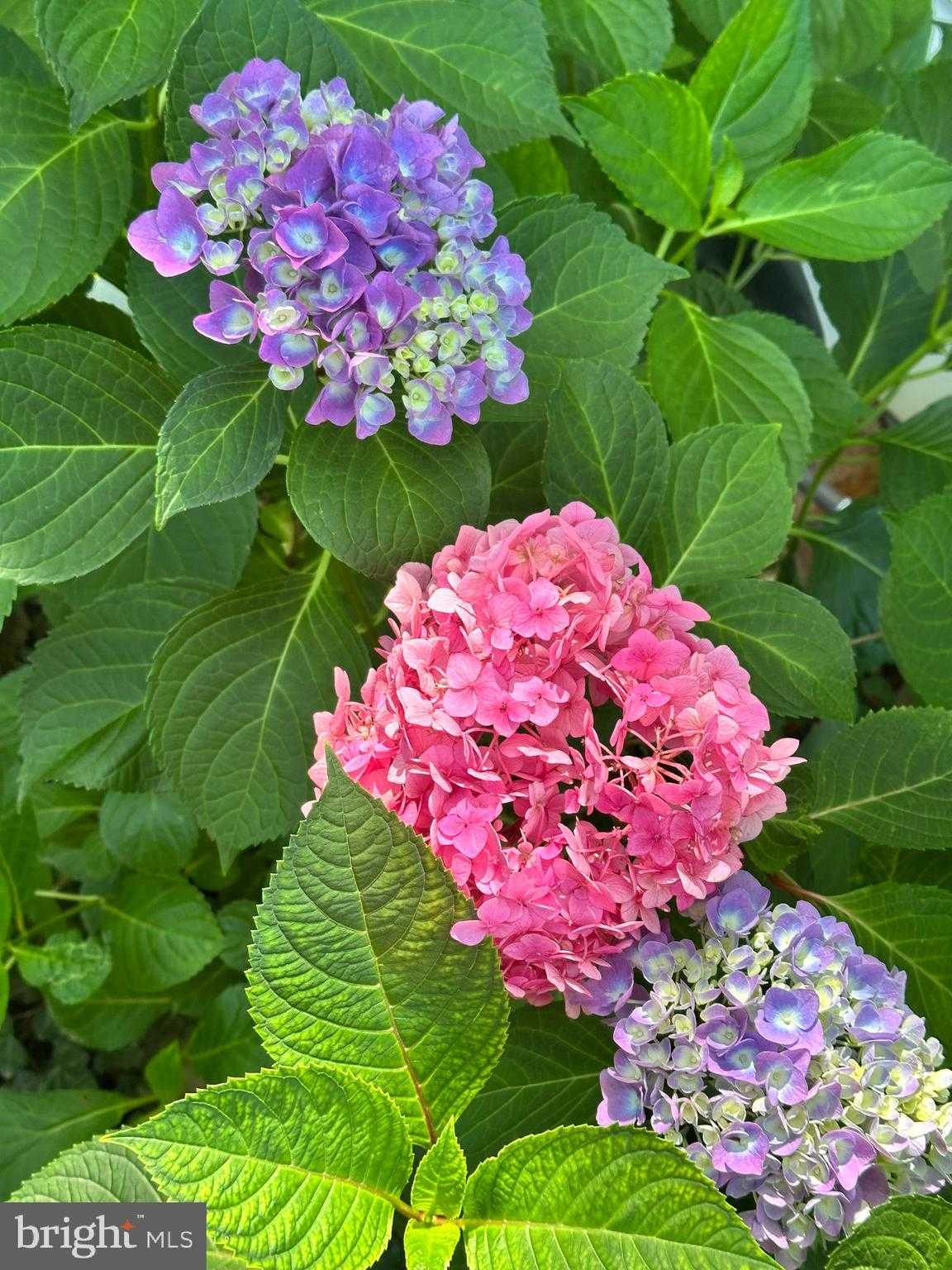 17736 Larchmont Ter photo 29